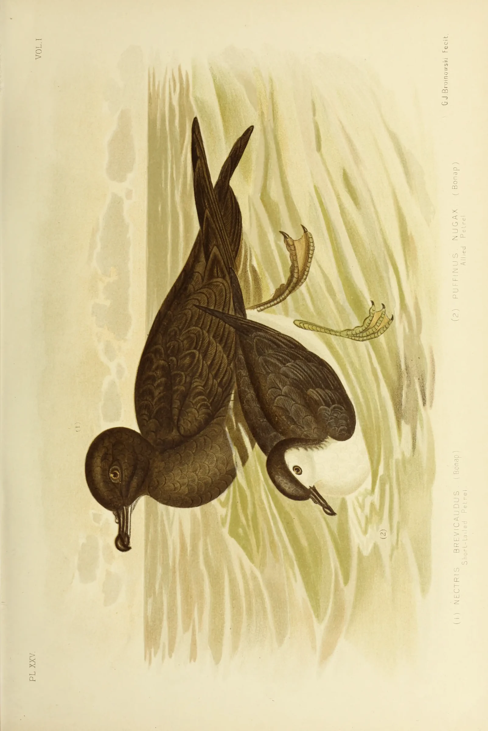 Historical bird plate: Little Shearwater