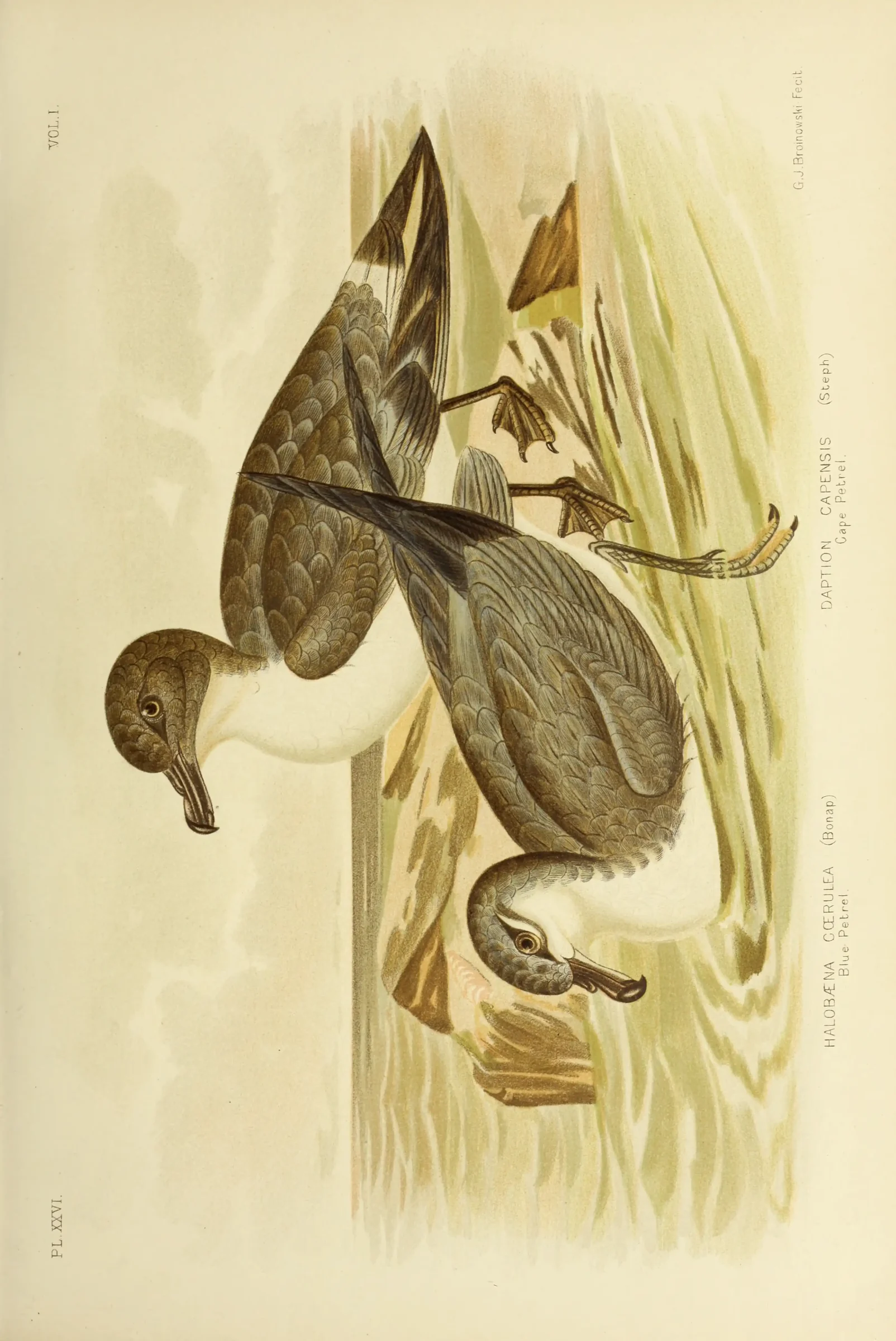 Historical bird plate: Blue Petrel