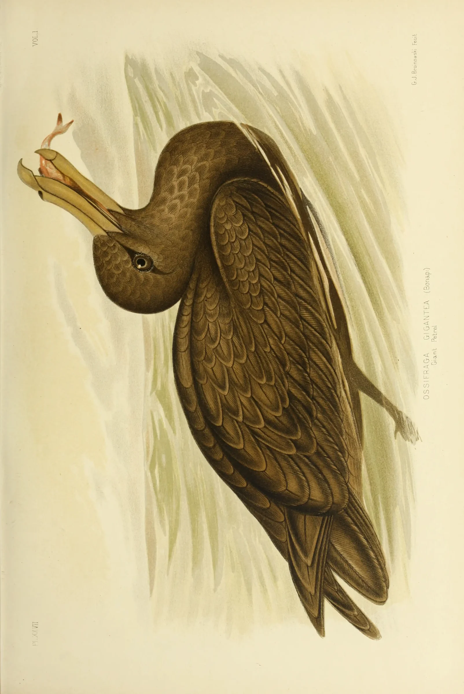 Historical bird plate: Southern Giant Petrel