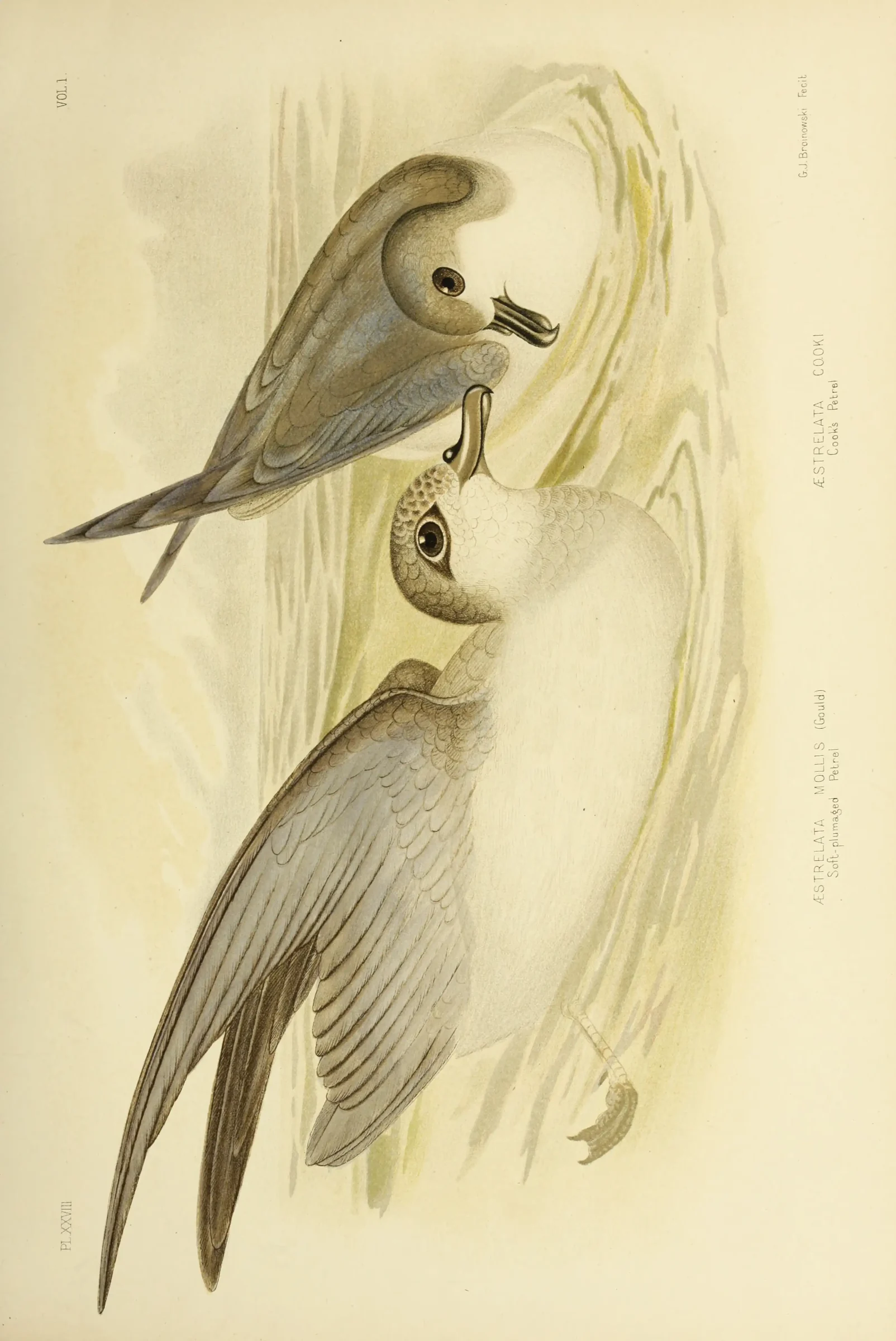 Historical bird plate: Cook's Petrel
