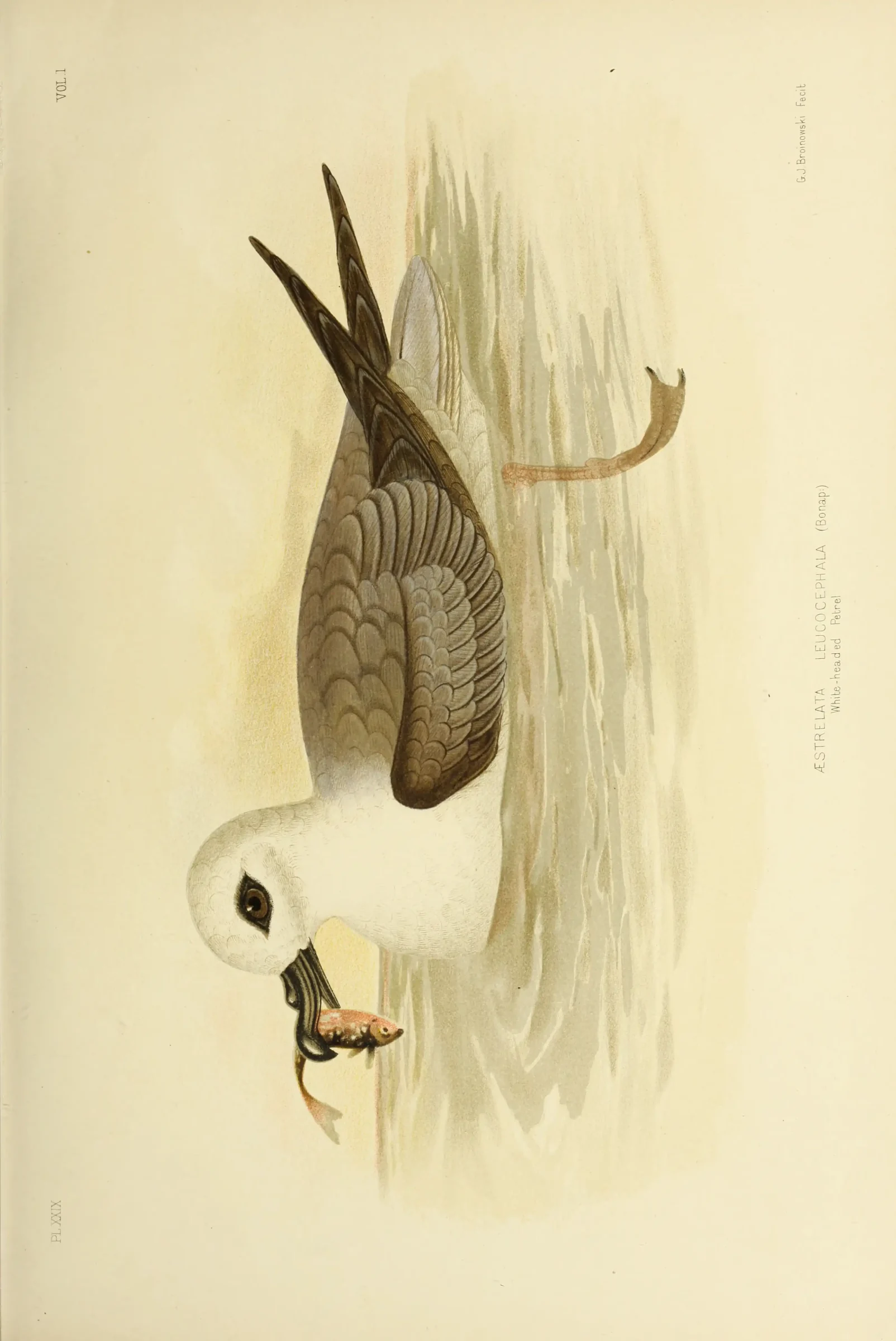 Historical bird plate: White-headed Petrel