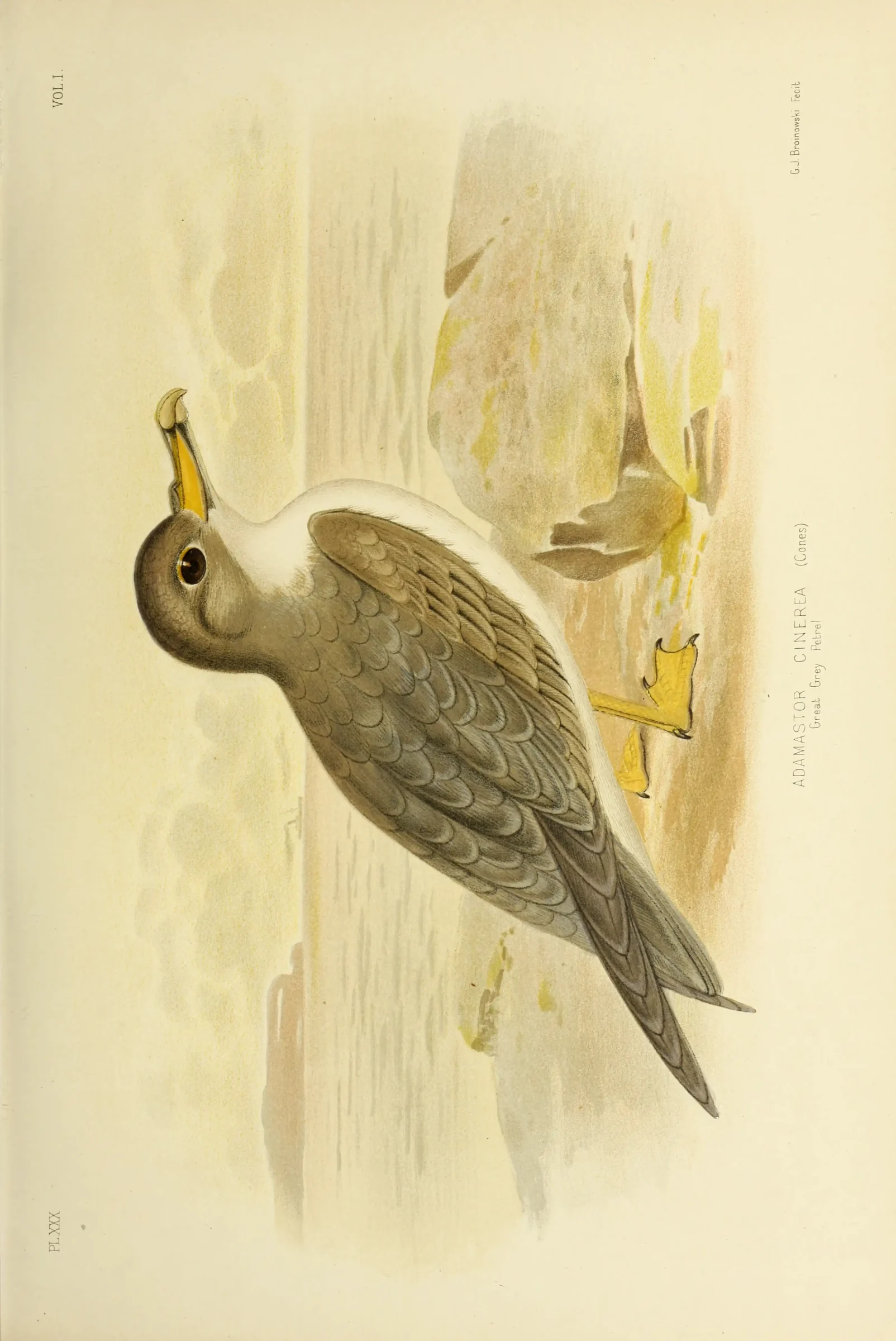 Historical bird plate: Grey Petrel