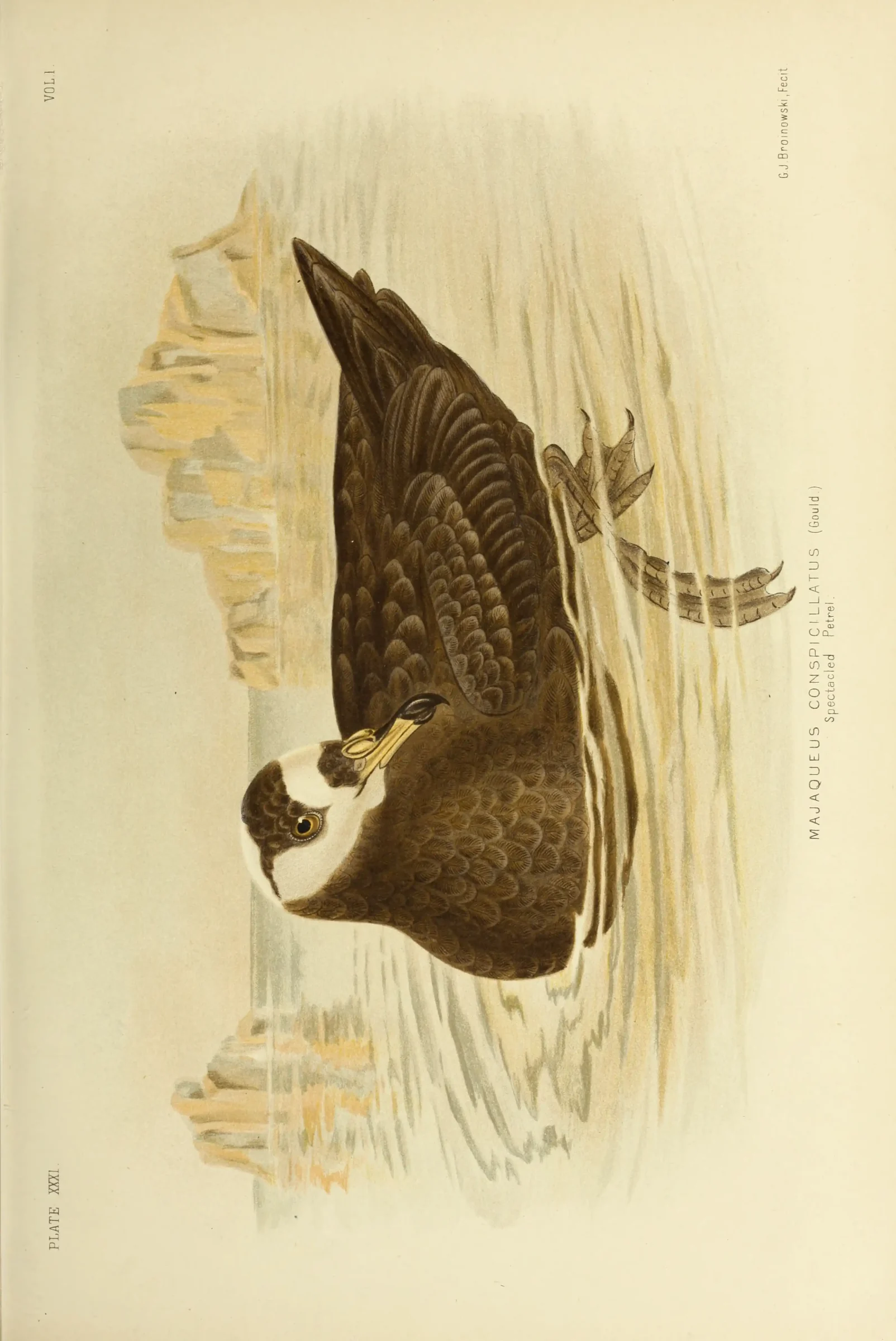 Historical bird plate: Spectacled Petrel
