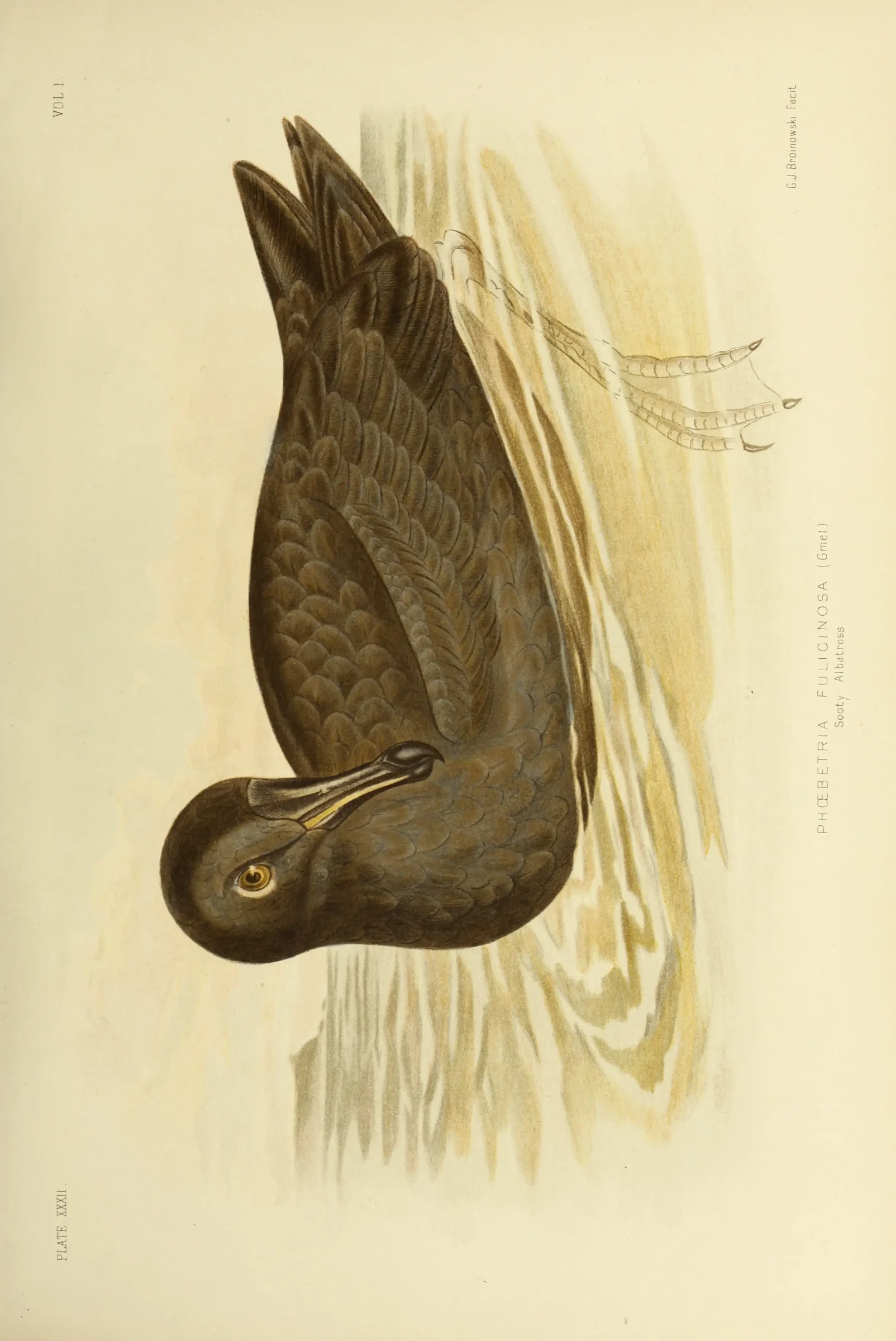 Historical bird plate: Light-mantled Albatross