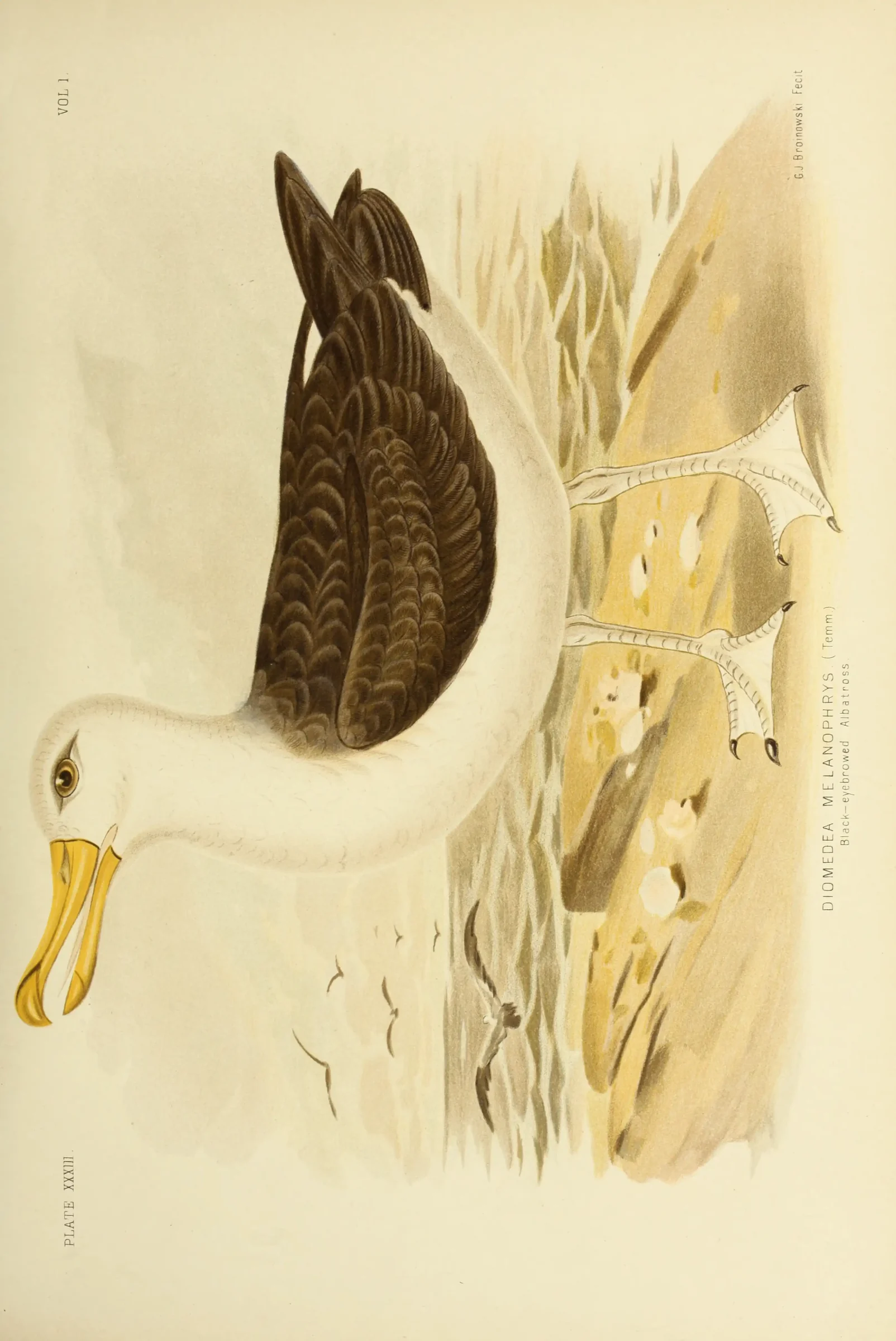 Historical bird plate: Black-browed Albatross