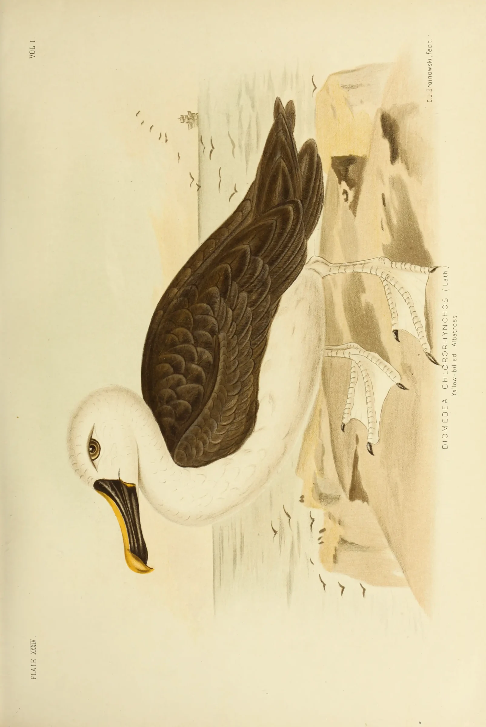 Historical bird plate: Atlantic Yellow-nosed Albatross