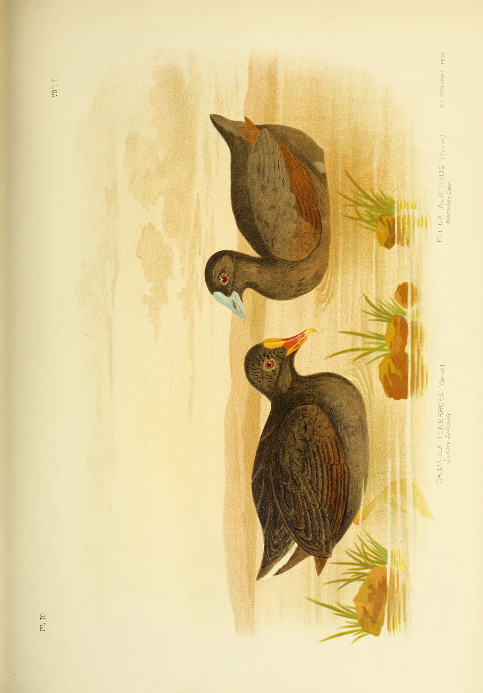 Historical bird plate: Dusky Moorhen