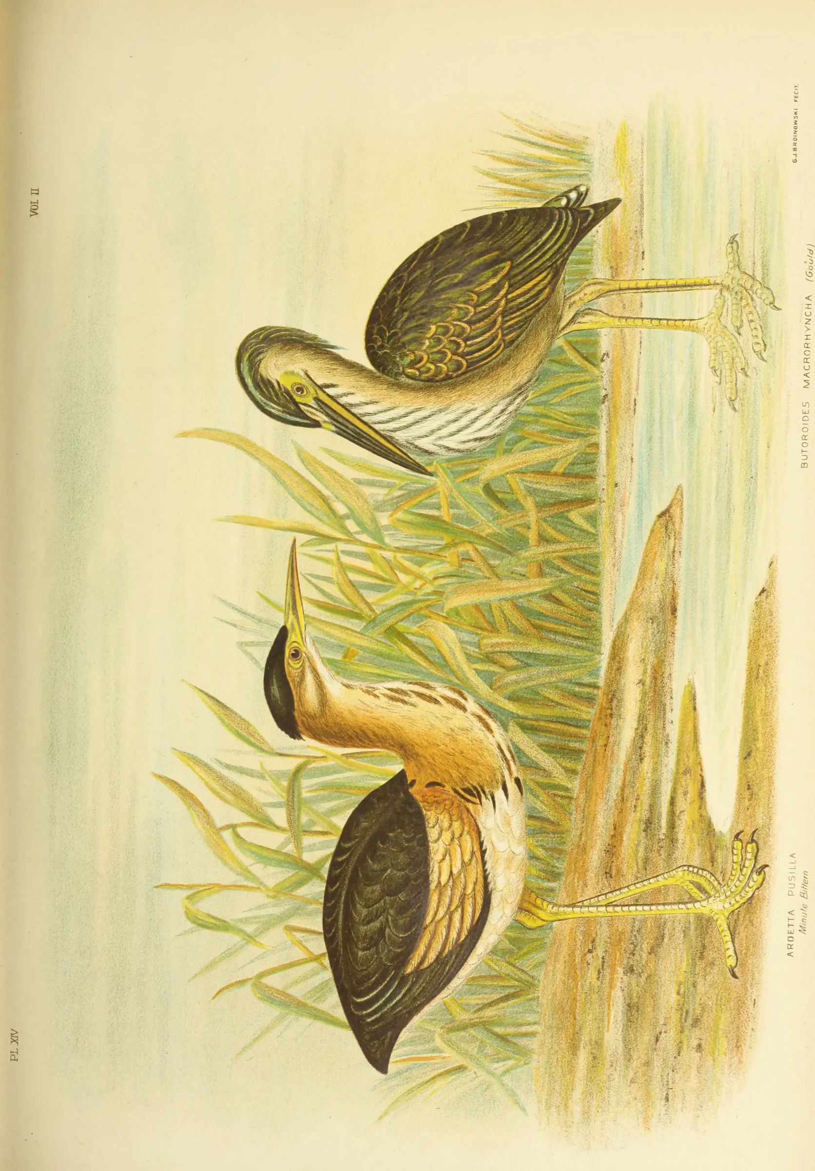 Historical bird plate: Black-backed Bittern