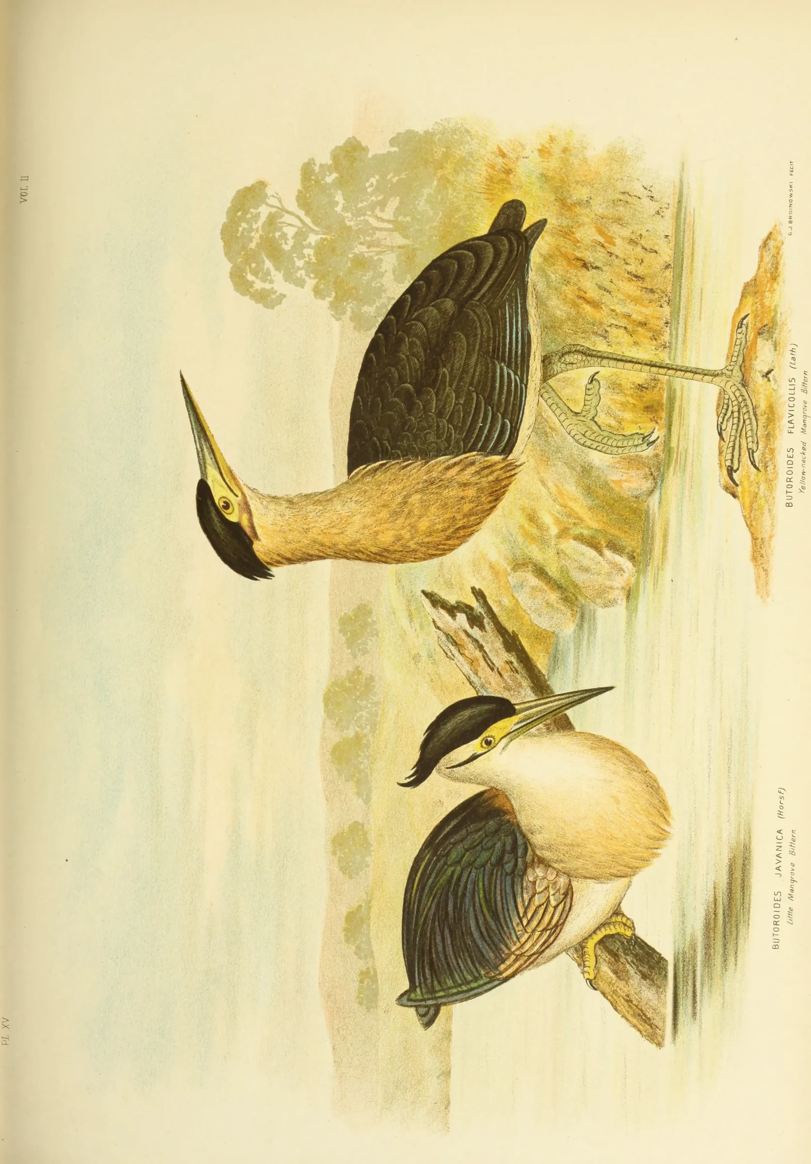 Historical bird plate: Black Bittern