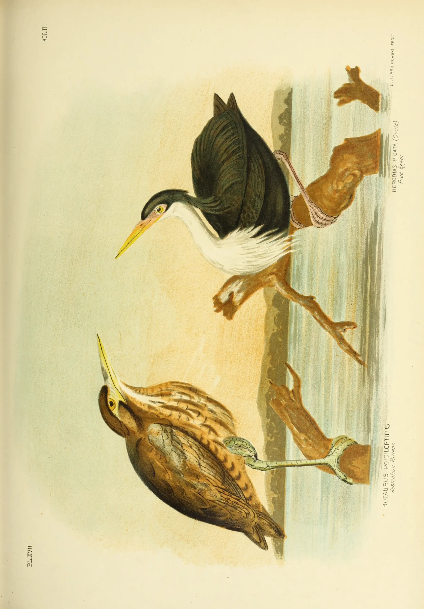Historical bird plate: Australasian Bittern