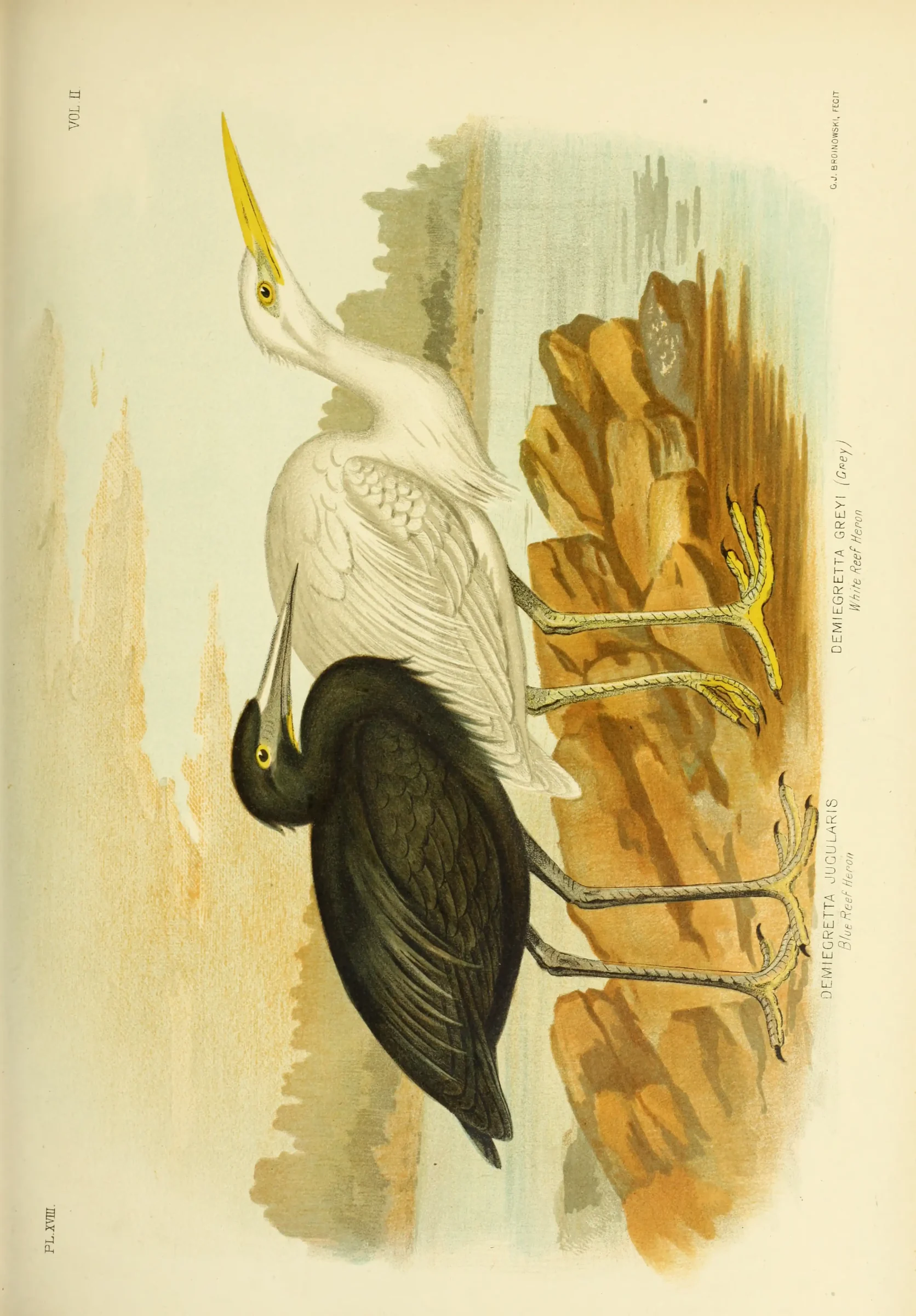 Historical bird plate: Pacific Reef Heron