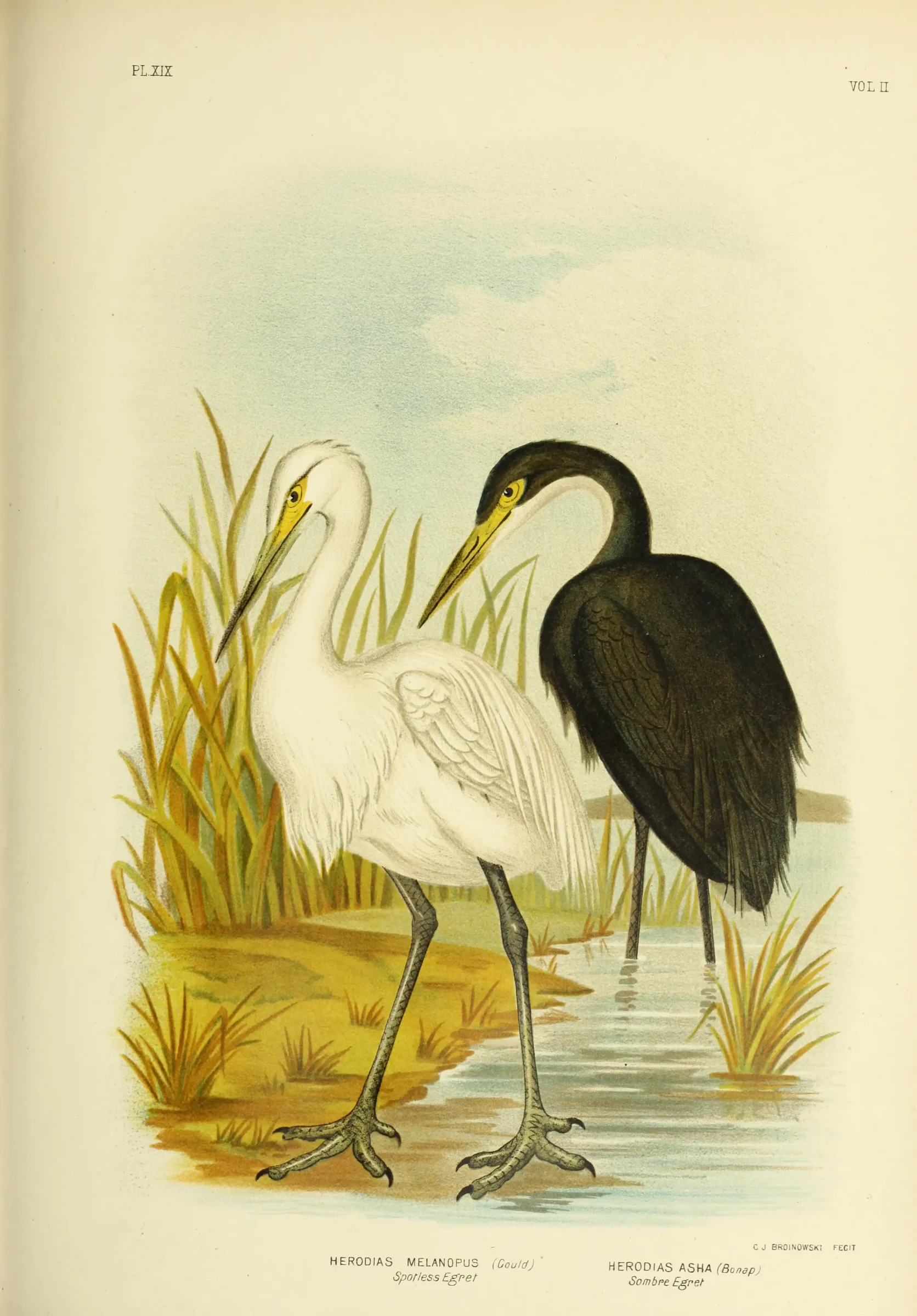 Historical bird plate: Pacific Reef Heron
