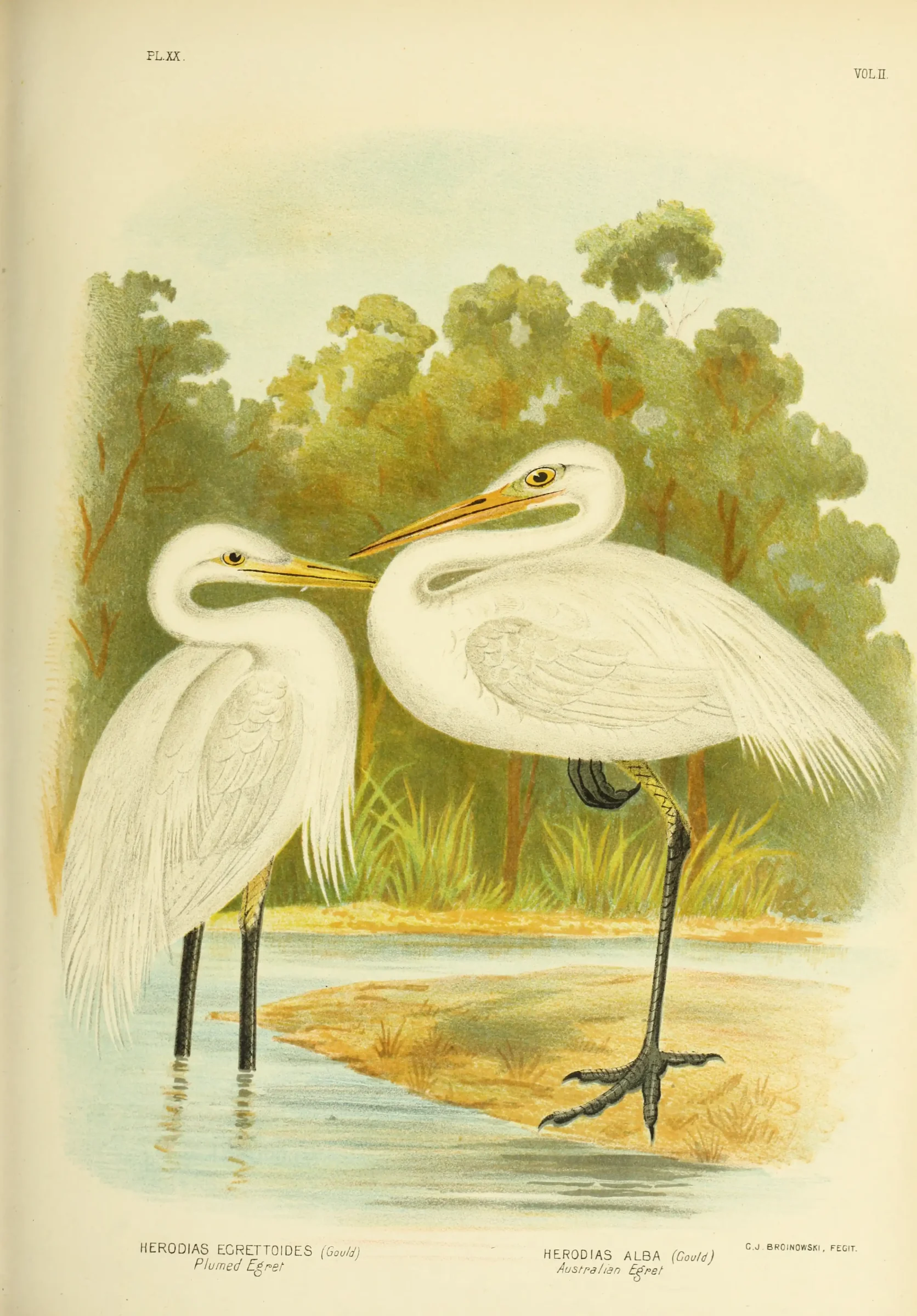 Historical bird plate: Great Egret