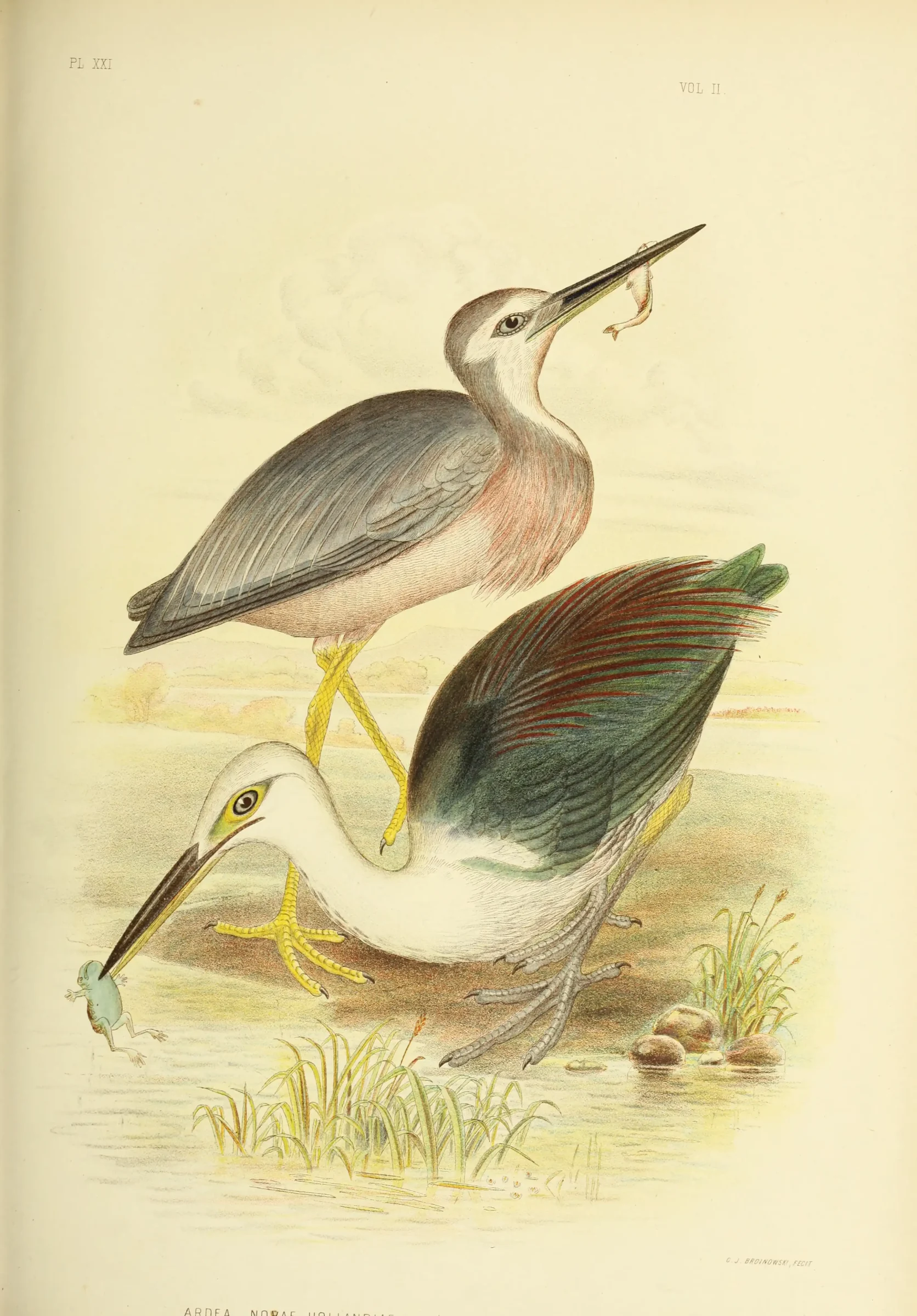 Historical bird plate: White-faced Heron