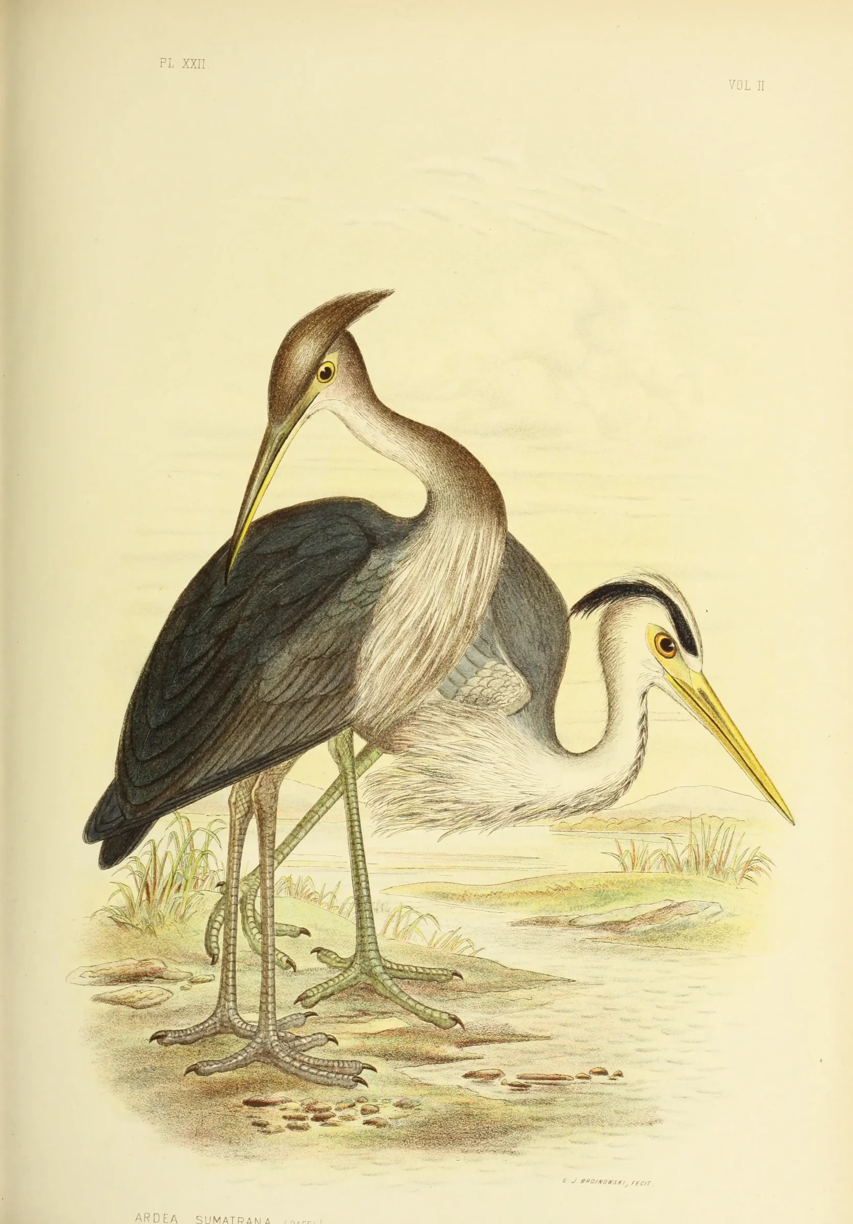 Historical bird plate: Great-billed Heron