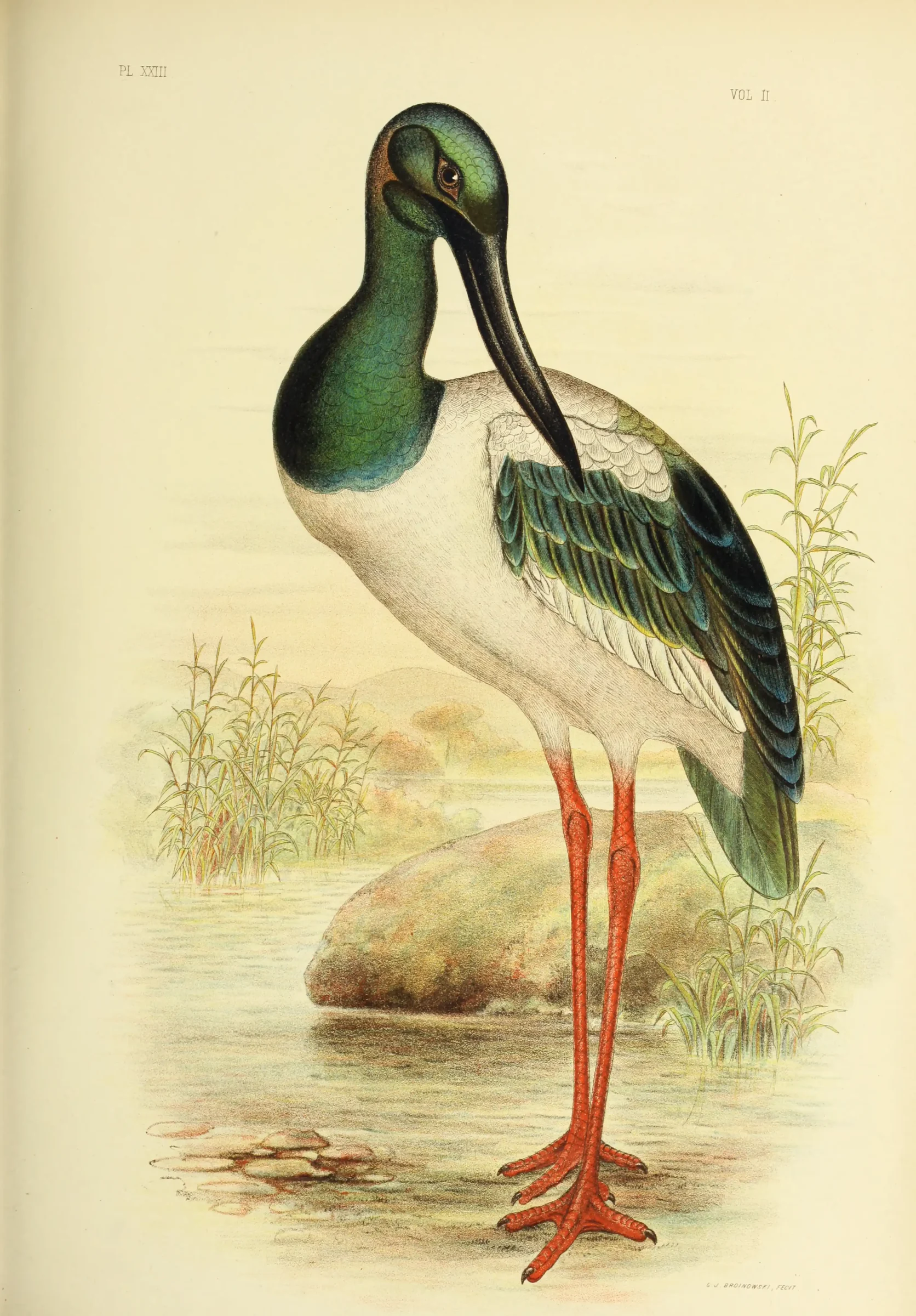 Historical bird plate: Black-necked Stork