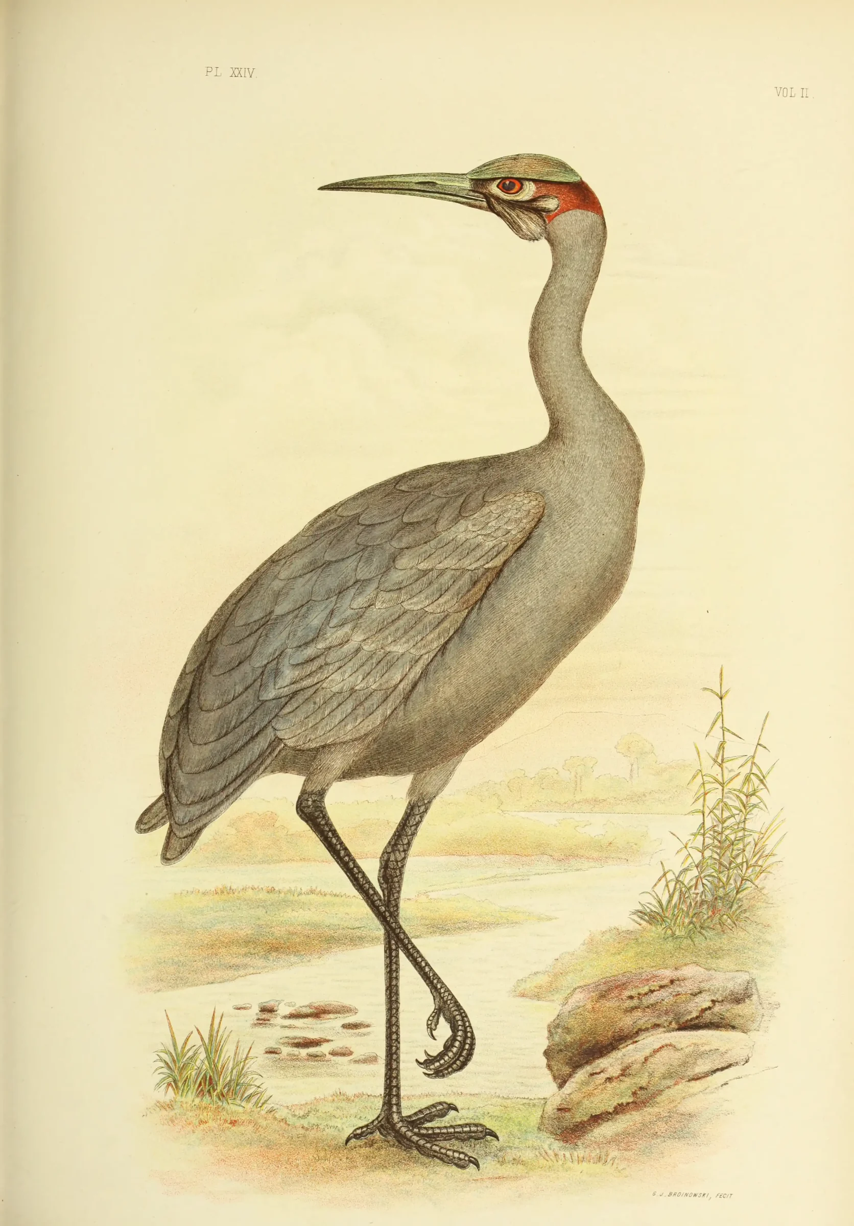 Historical bird plate: Brolga