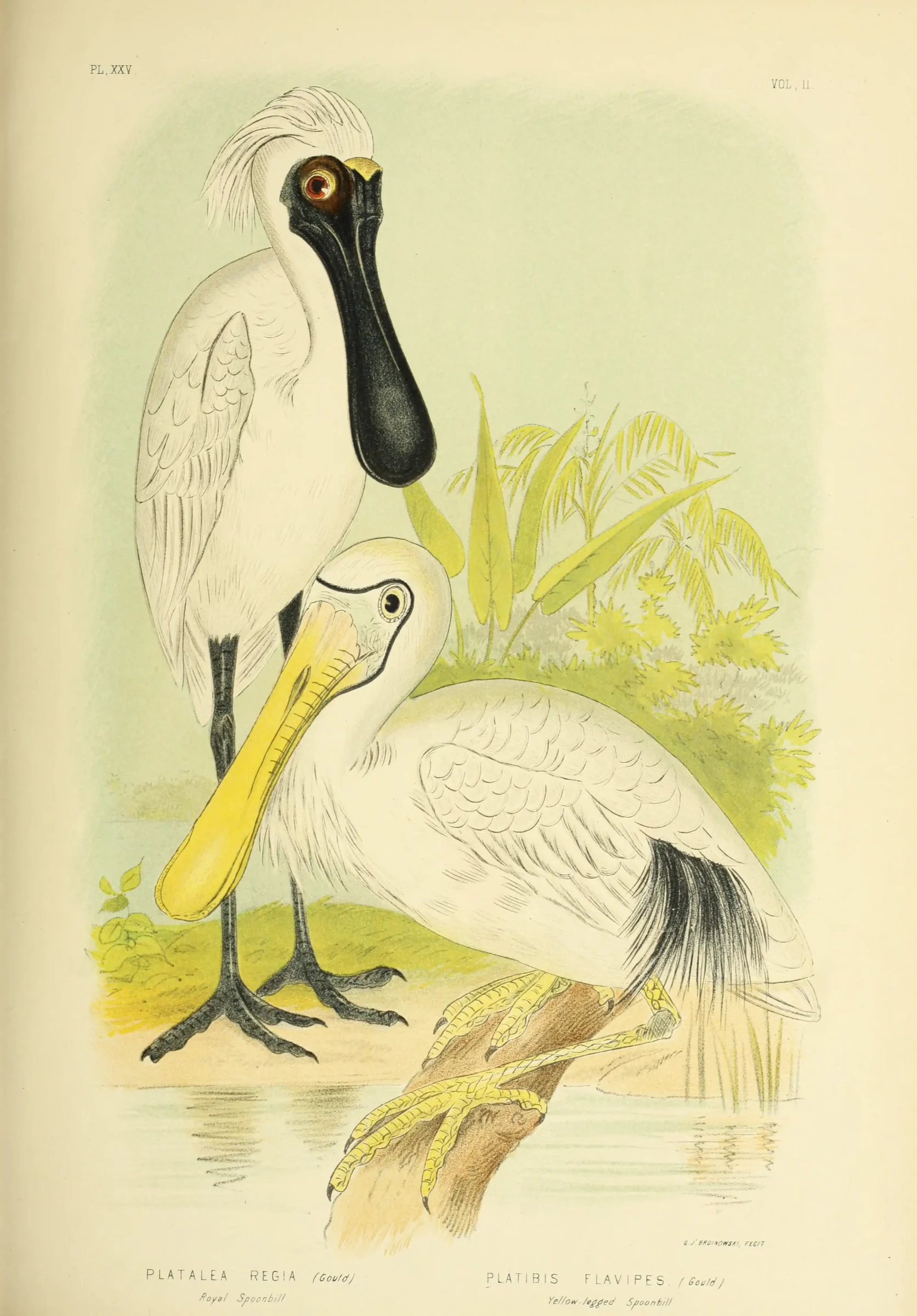 Historical bird plate: Royal Spoonbill