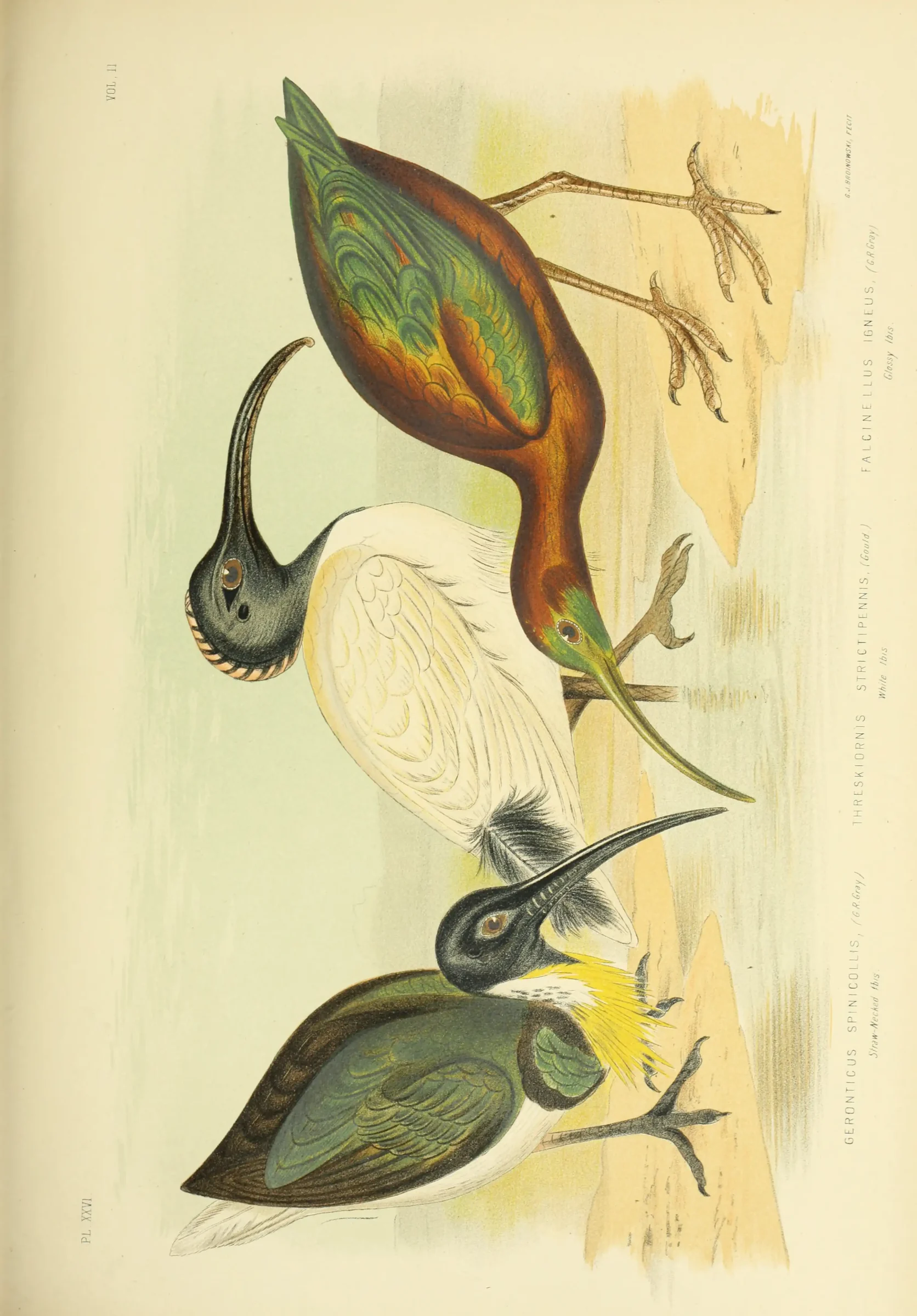 Historical bird plate: Australian White Ibis