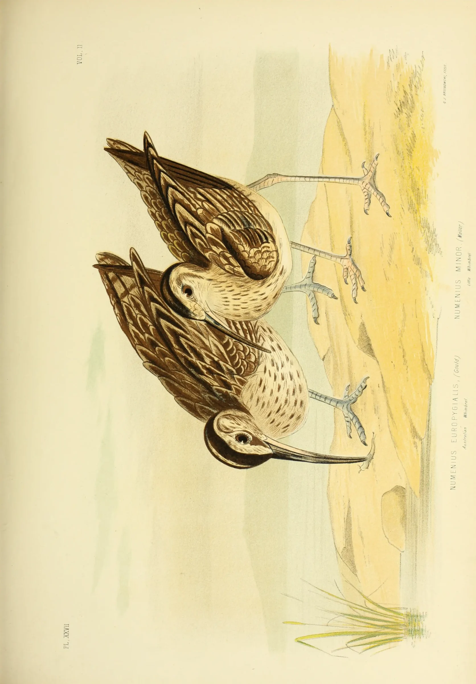 Historical bird plate: Little Curlew