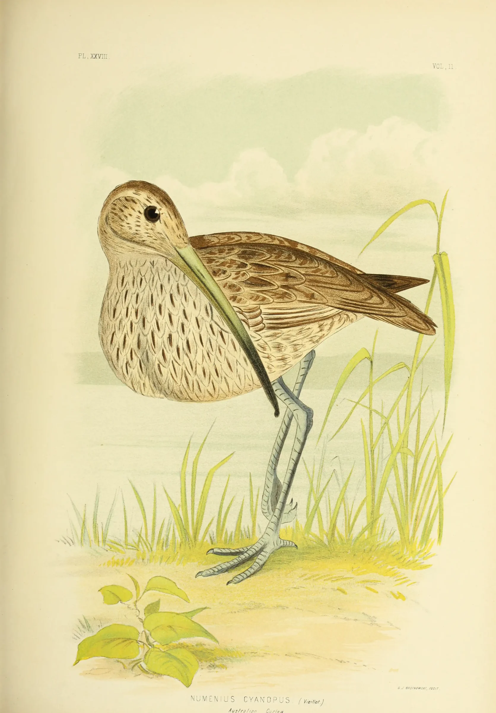 Historical bird plate: Far Eastern Curlew