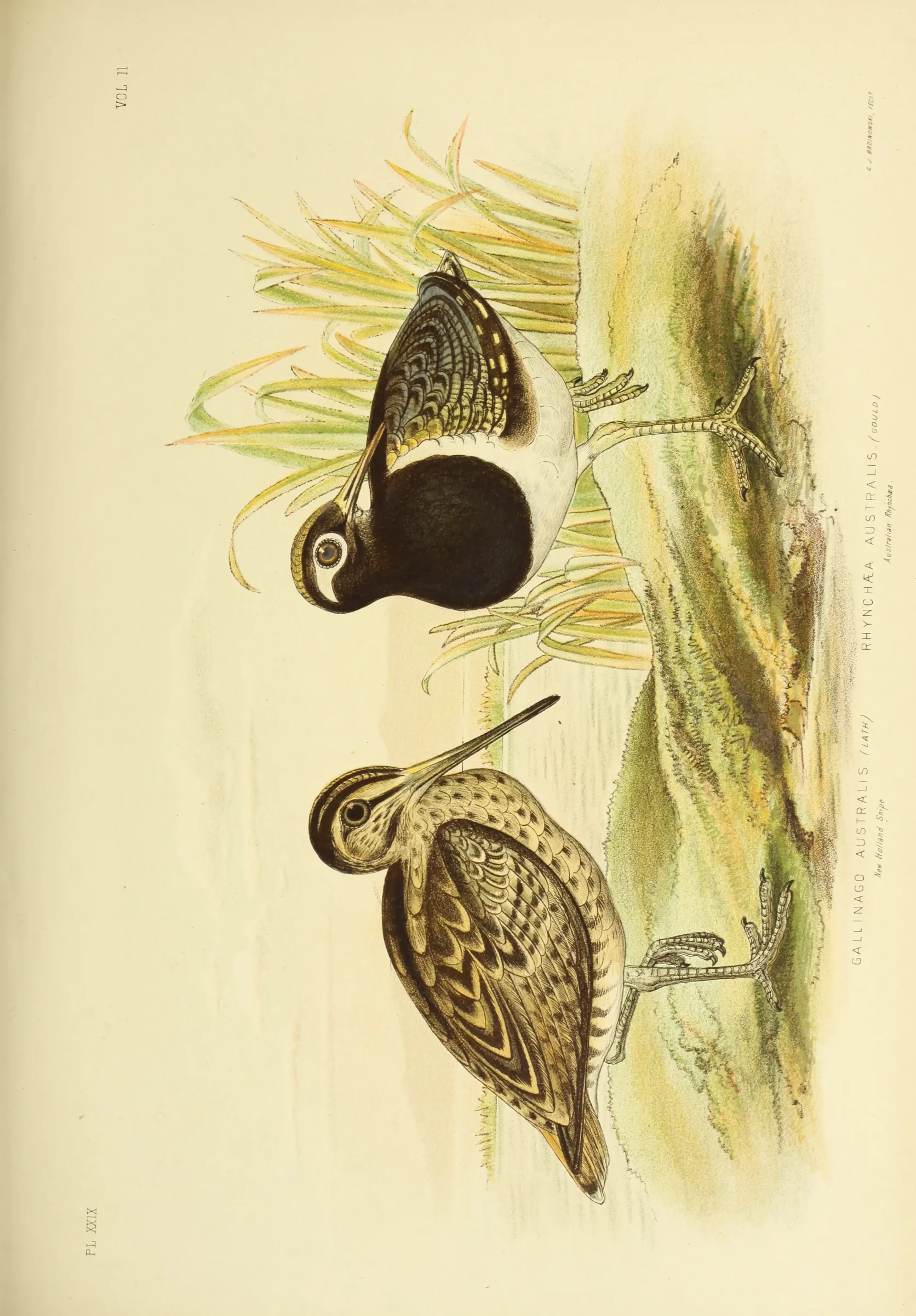 Historical bird plate: Australian Painted-snipe