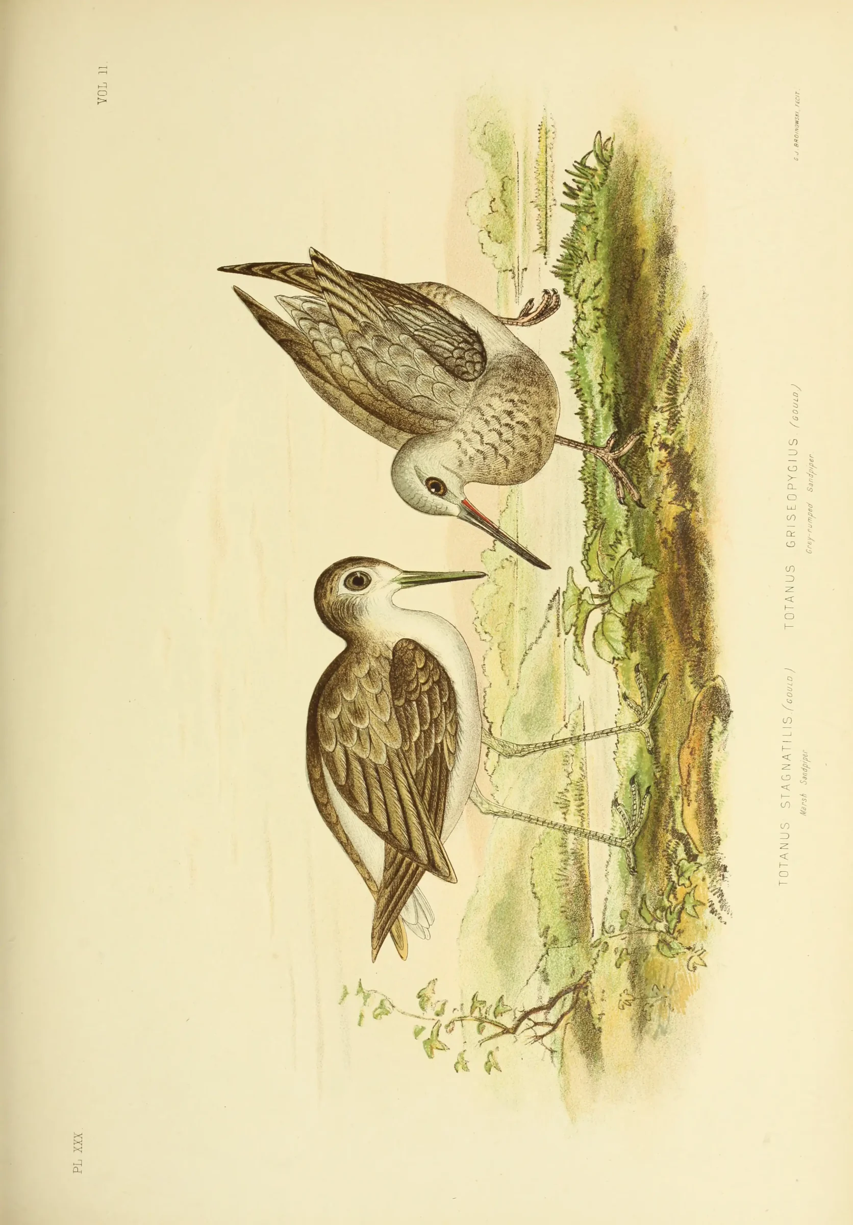 Historical bird plate: Grey-tailed Tattler