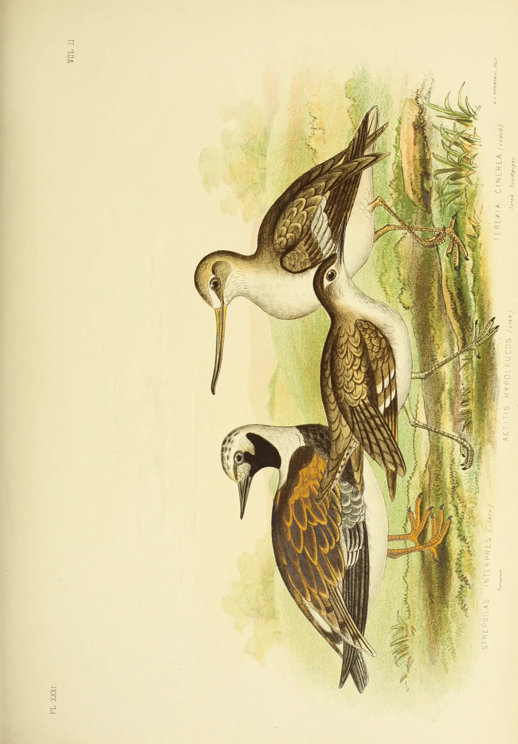 Historical bird plate: Common Sandpiper