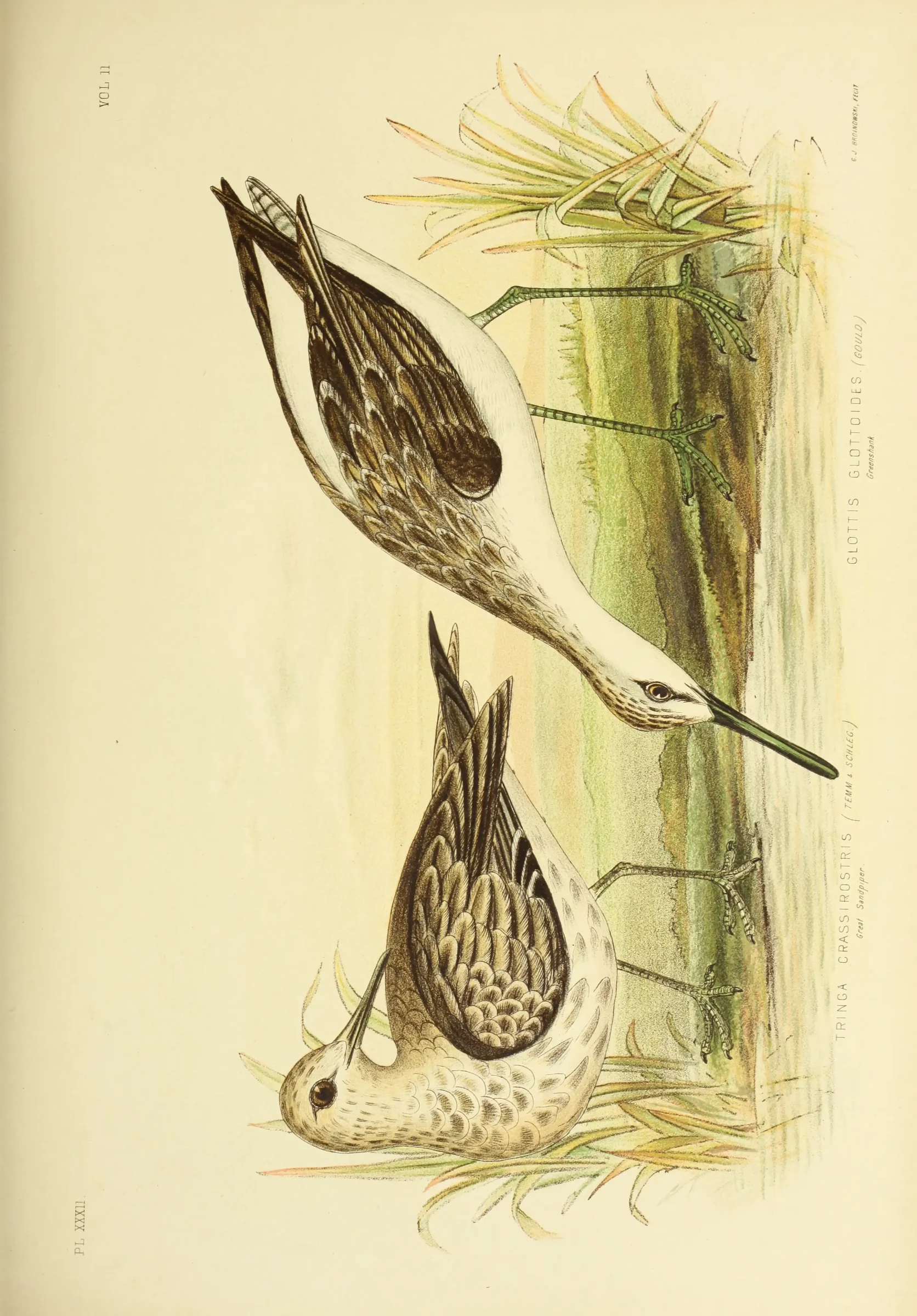 Historical bird plate: Common Greenshank