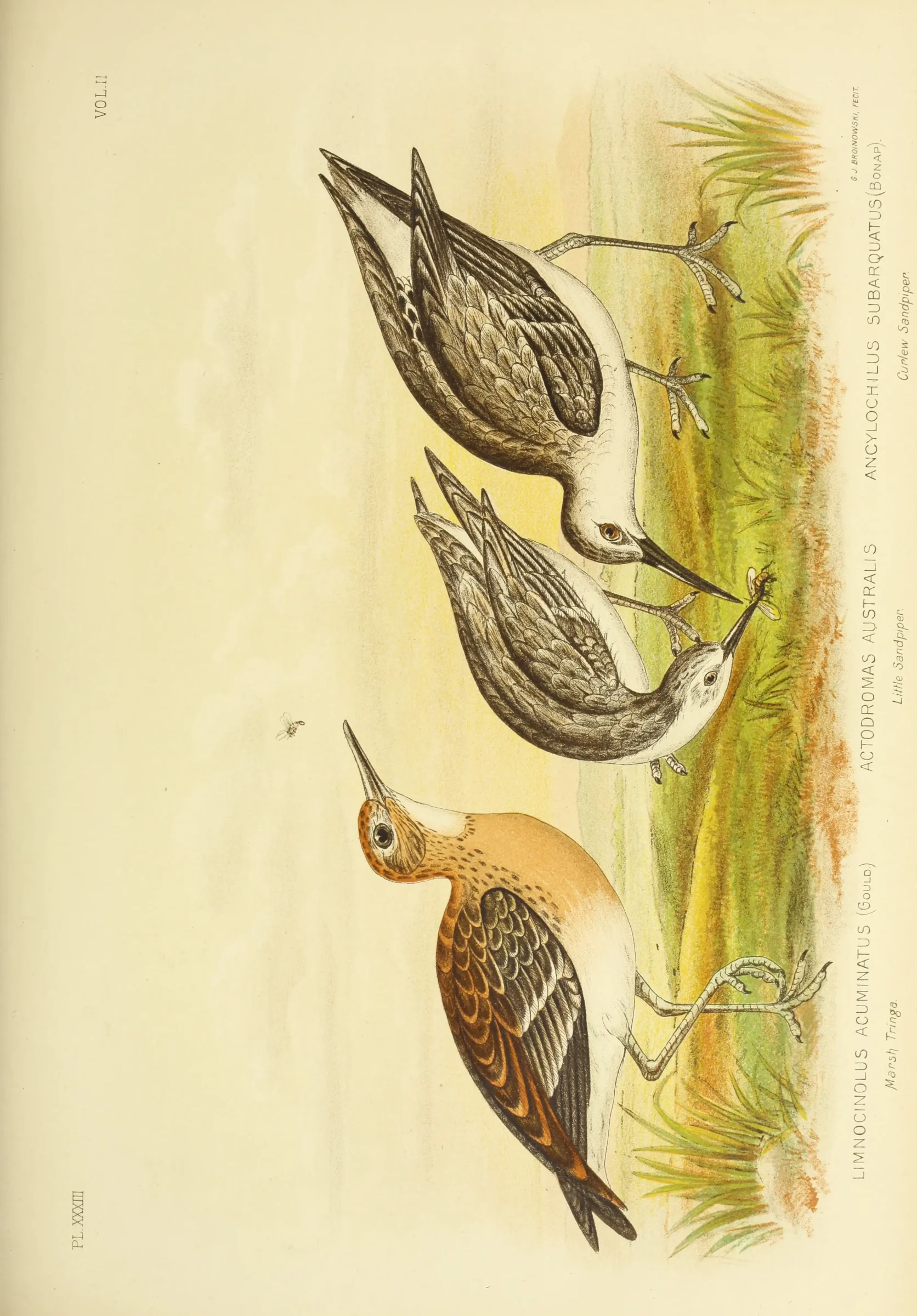 Historical bird plate: Curlew Sandpiper