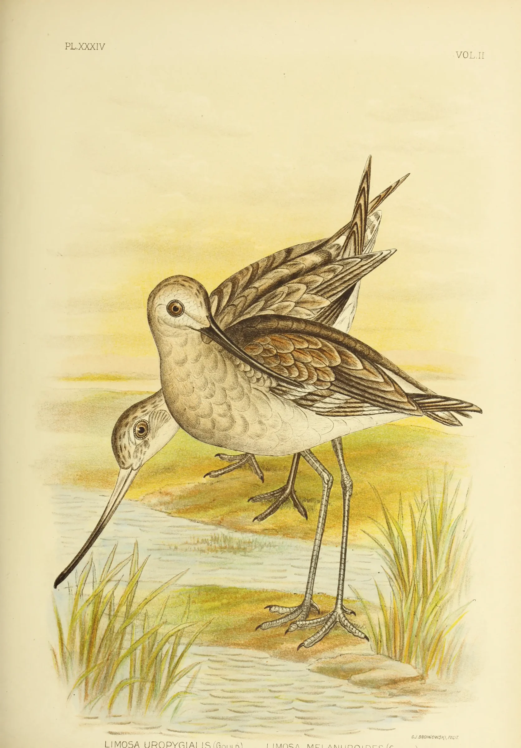Historical bird plate: Bar-tailed Godwit