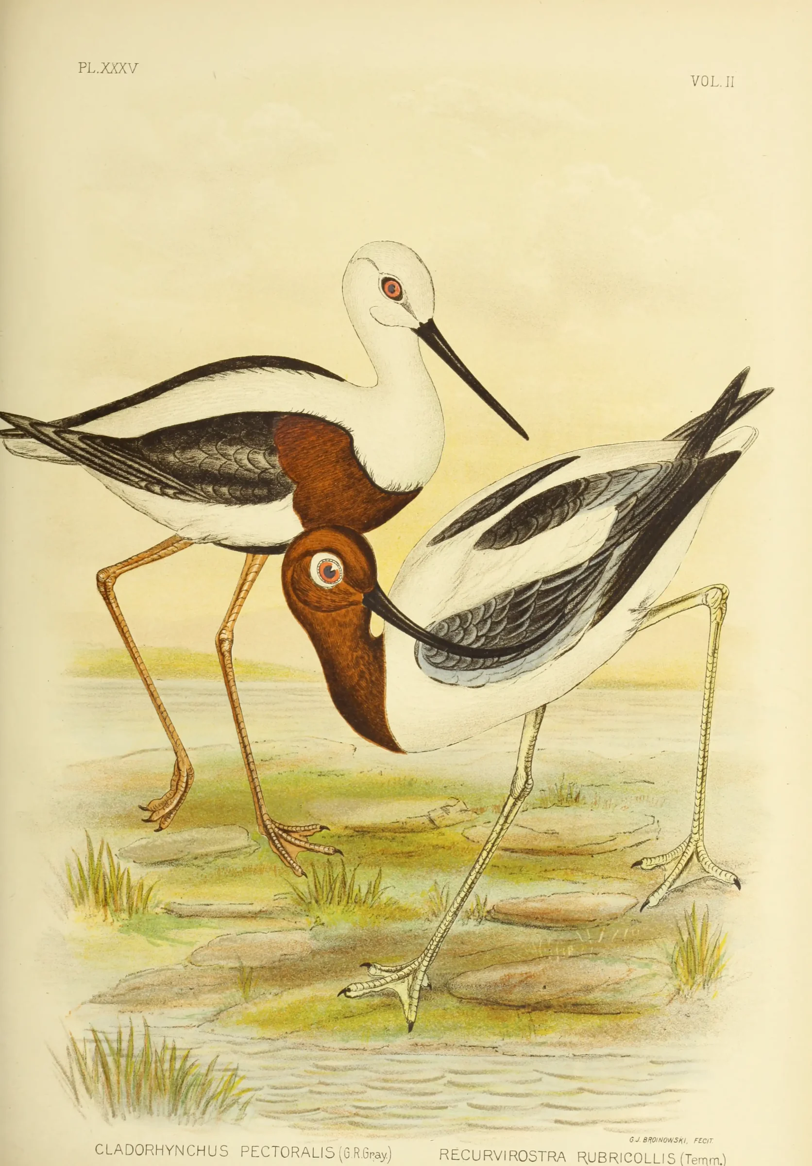 Historical bird plate: Banded Stilt