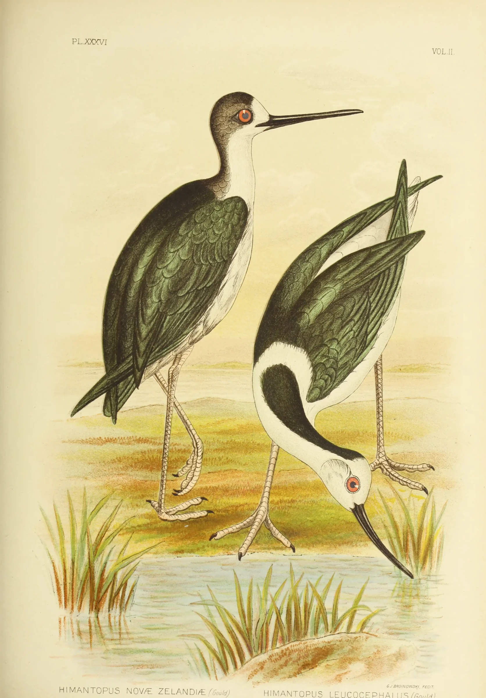 Historical bird plate: Black Stilt