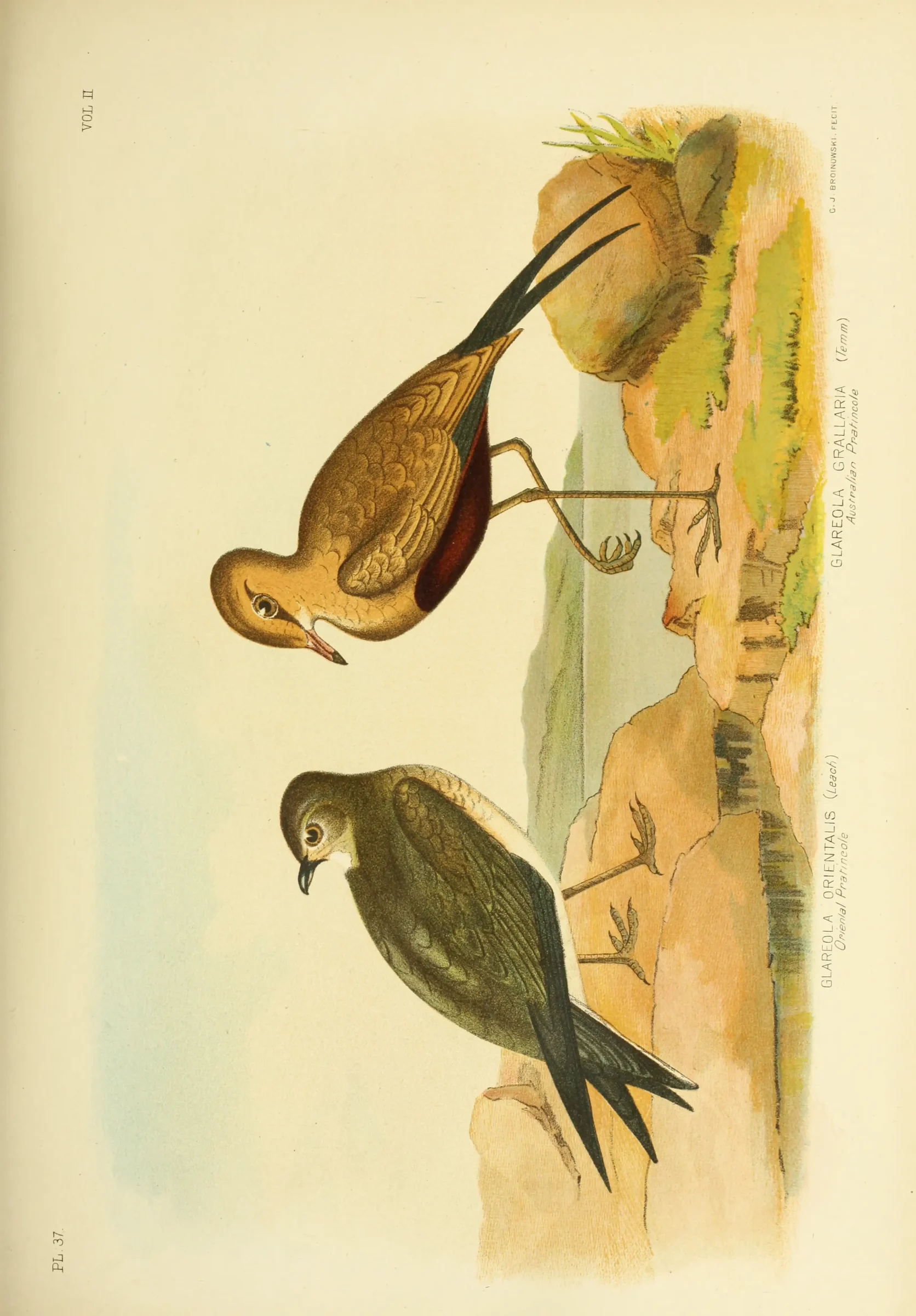 Historical bird plate: Australian Pratincole
