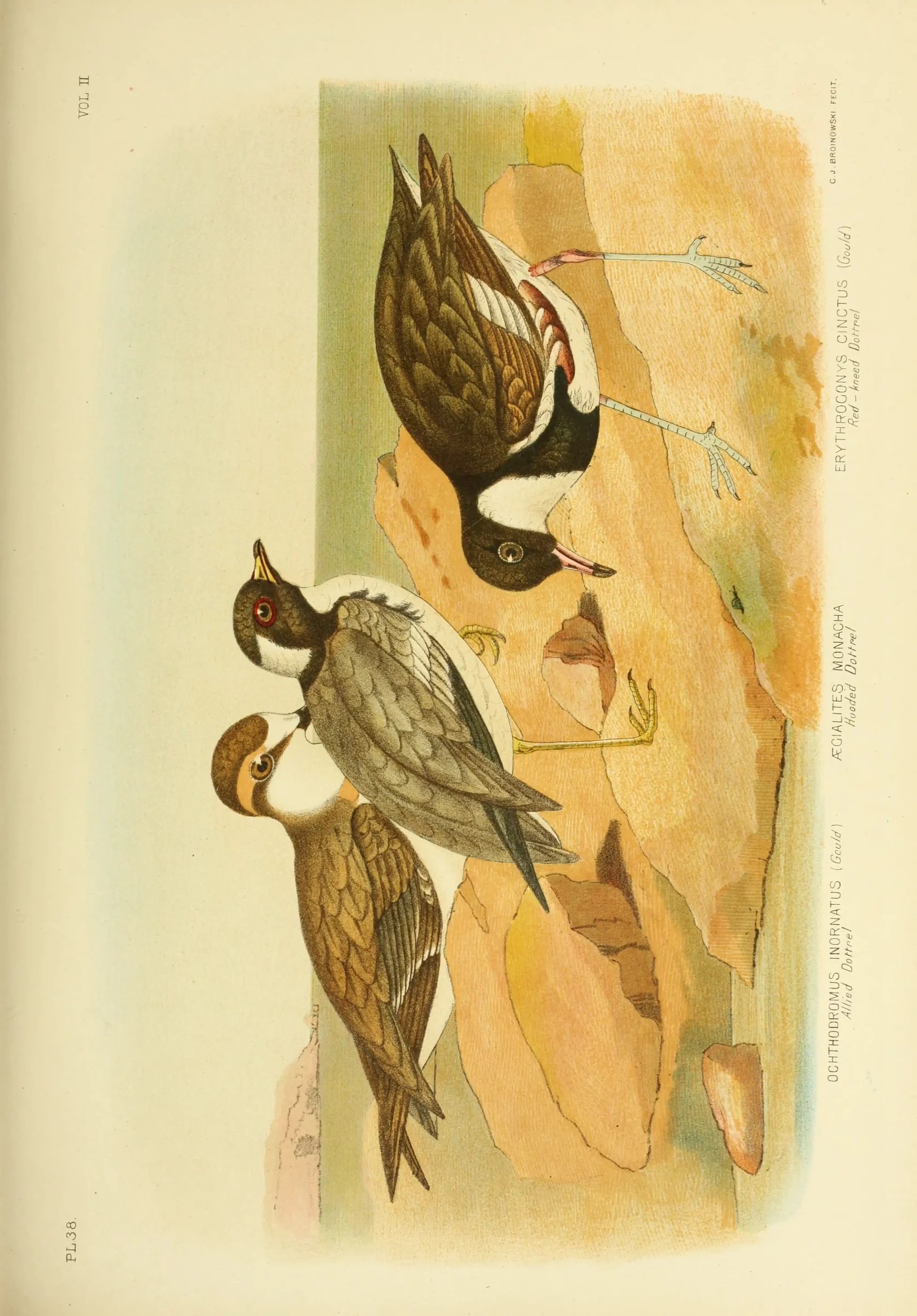 Historical bird plate: Hooded Plover