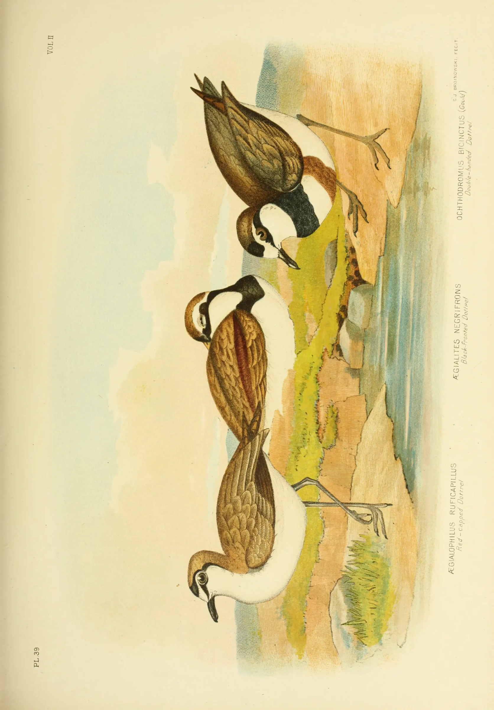 Historical bird plate: Black-fronted Dotterel