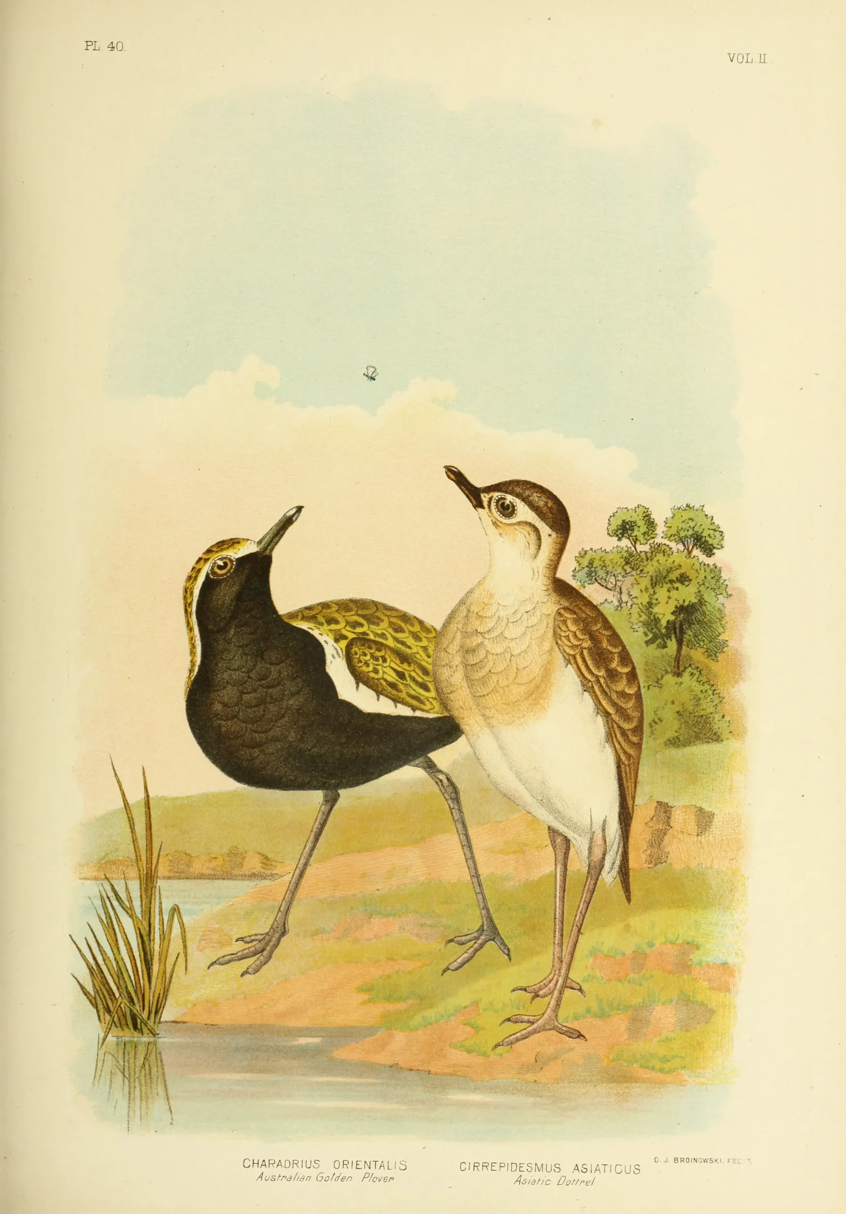 Historical bird plate: Oriental Plover