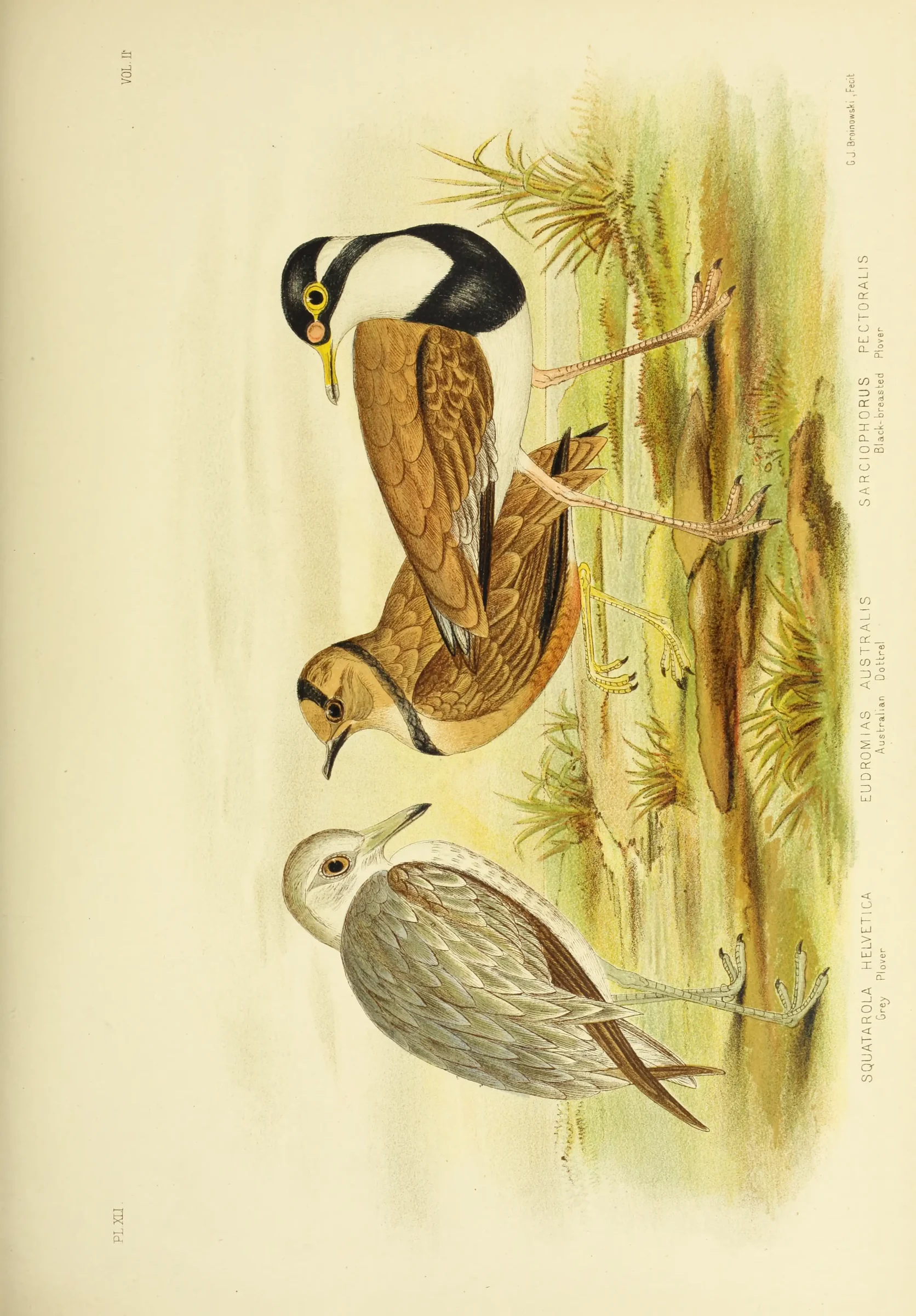 Historical bird plate: Banded Lapwing