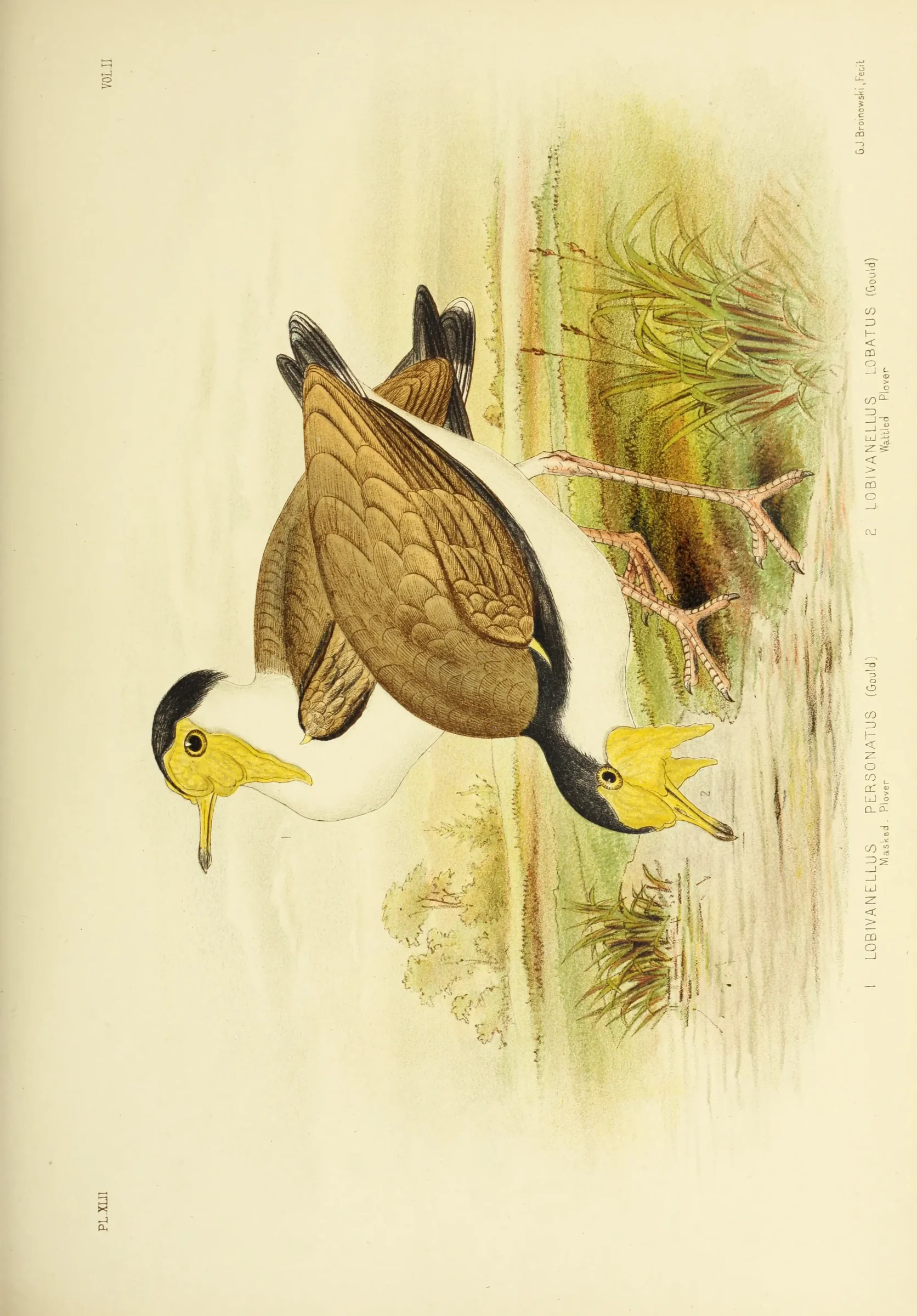 Historical bird plate: Masked Lapwing