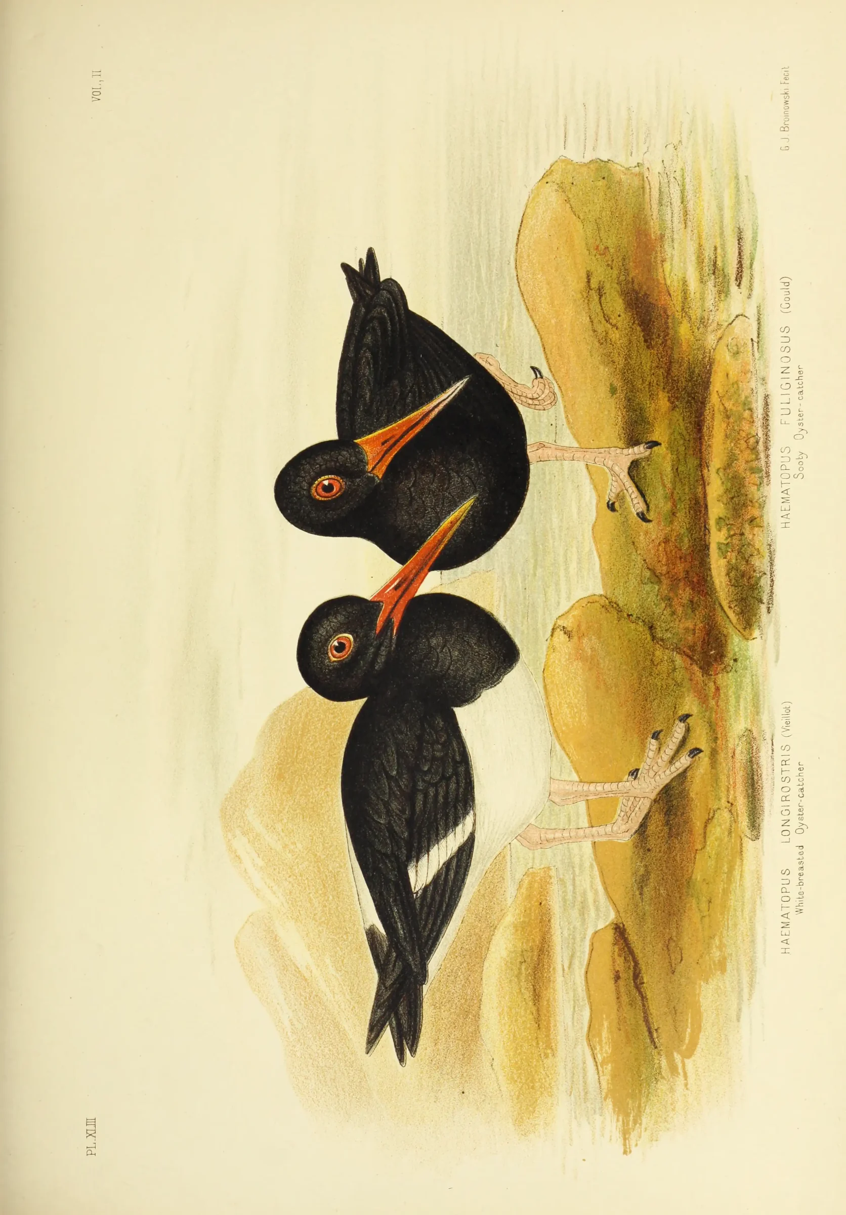 Historical bird plate: Pied Oystercatcher