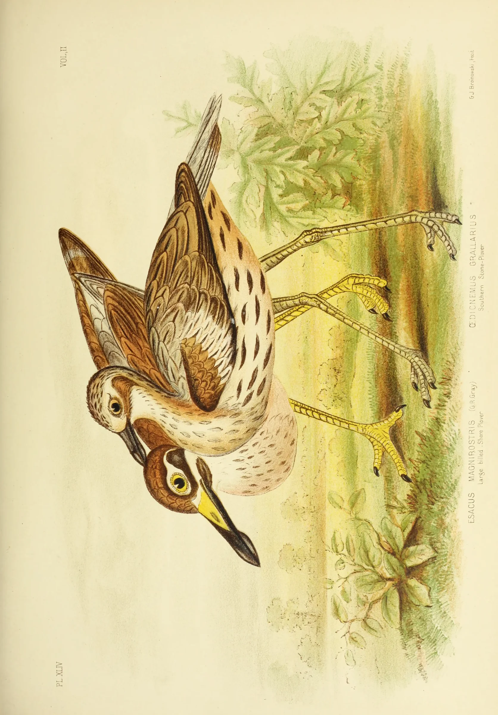 Historical bird plate: Beach Stone-curlew