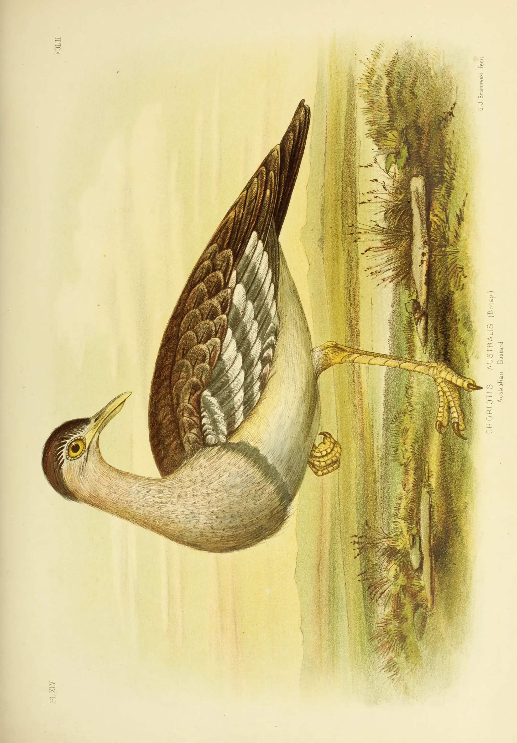 Historical bird plate: Australian Bustard