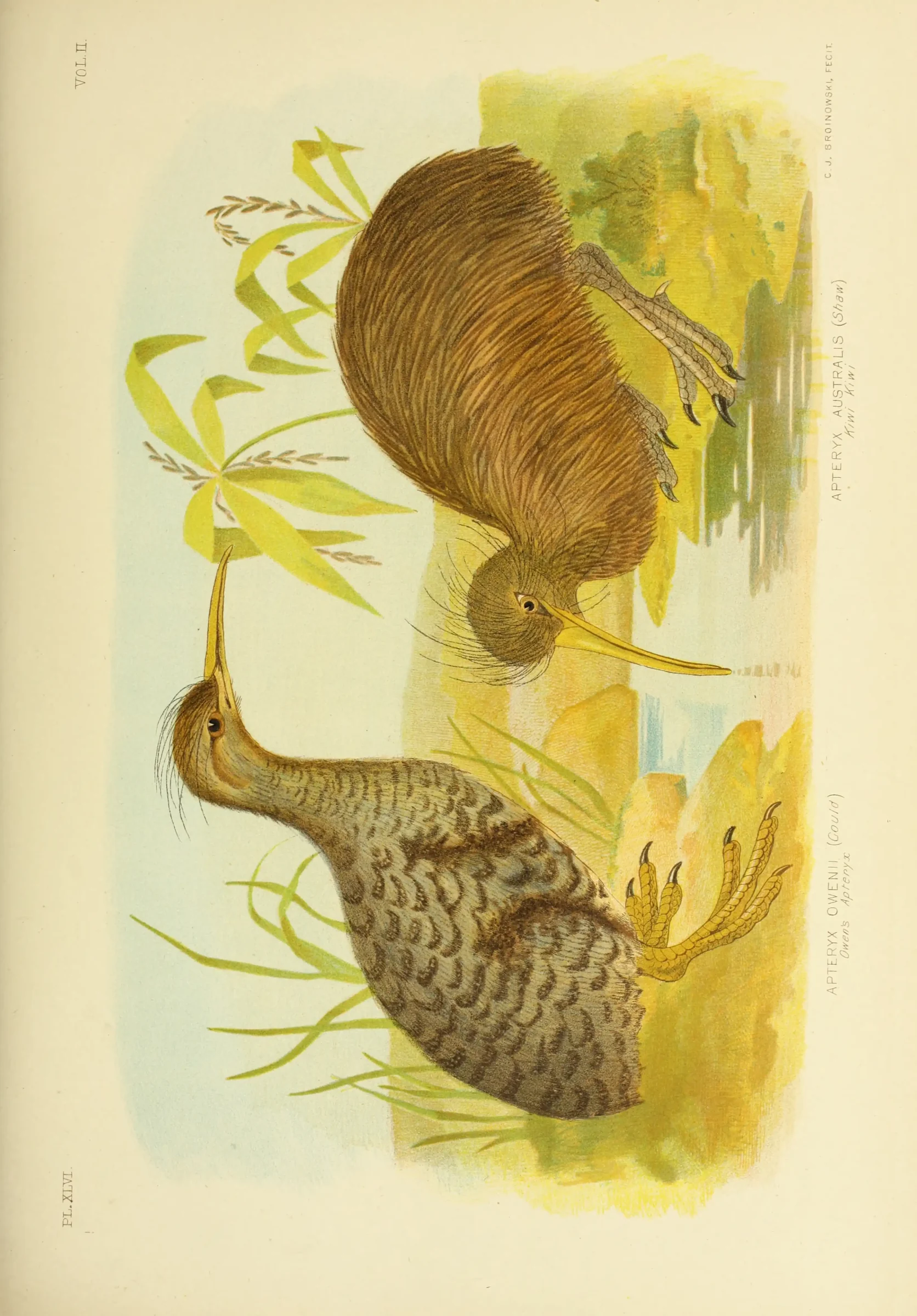 Historical bird plate: Little Spotted Kiwi
