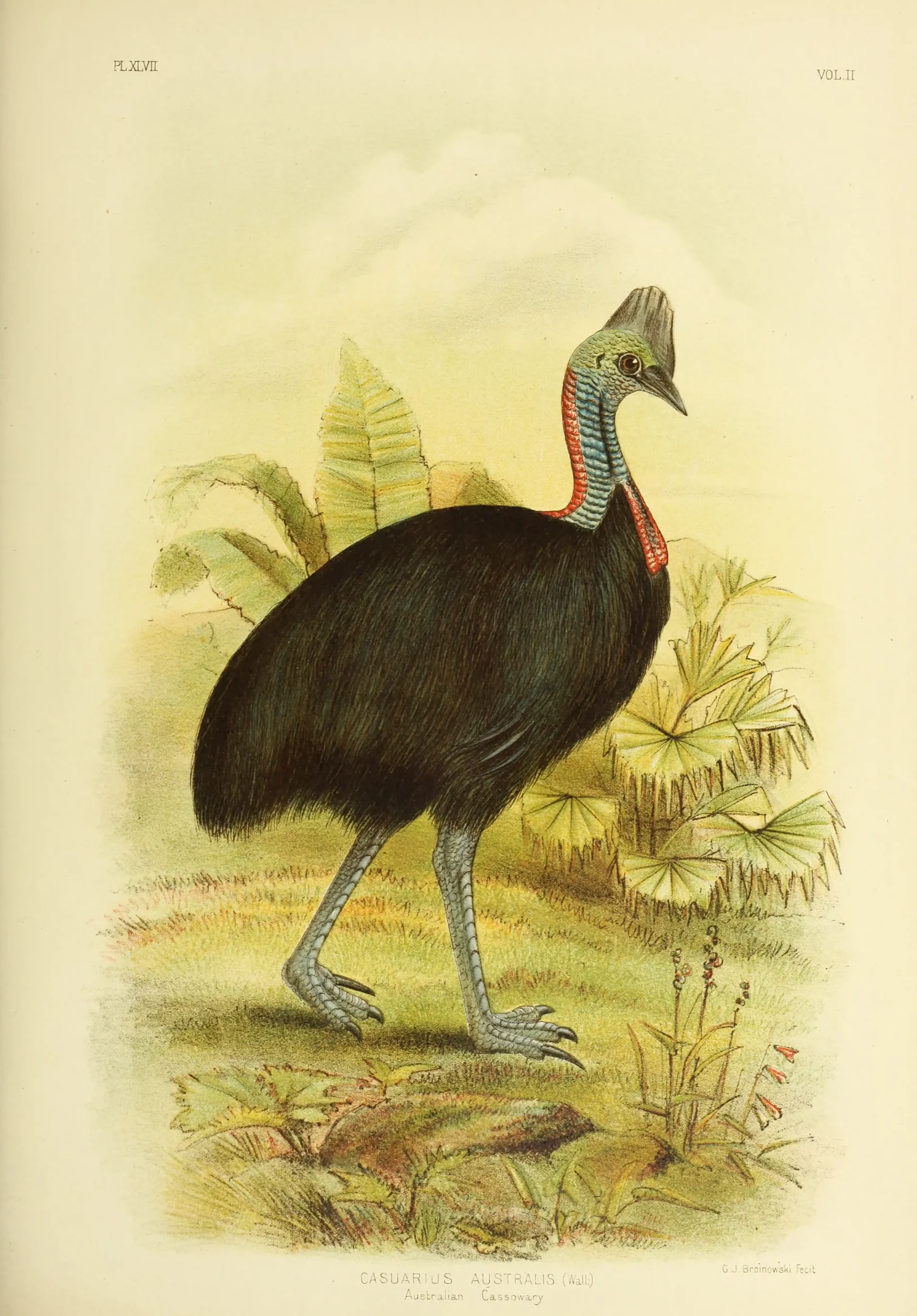 Historical bird plate: Southern Cassowary