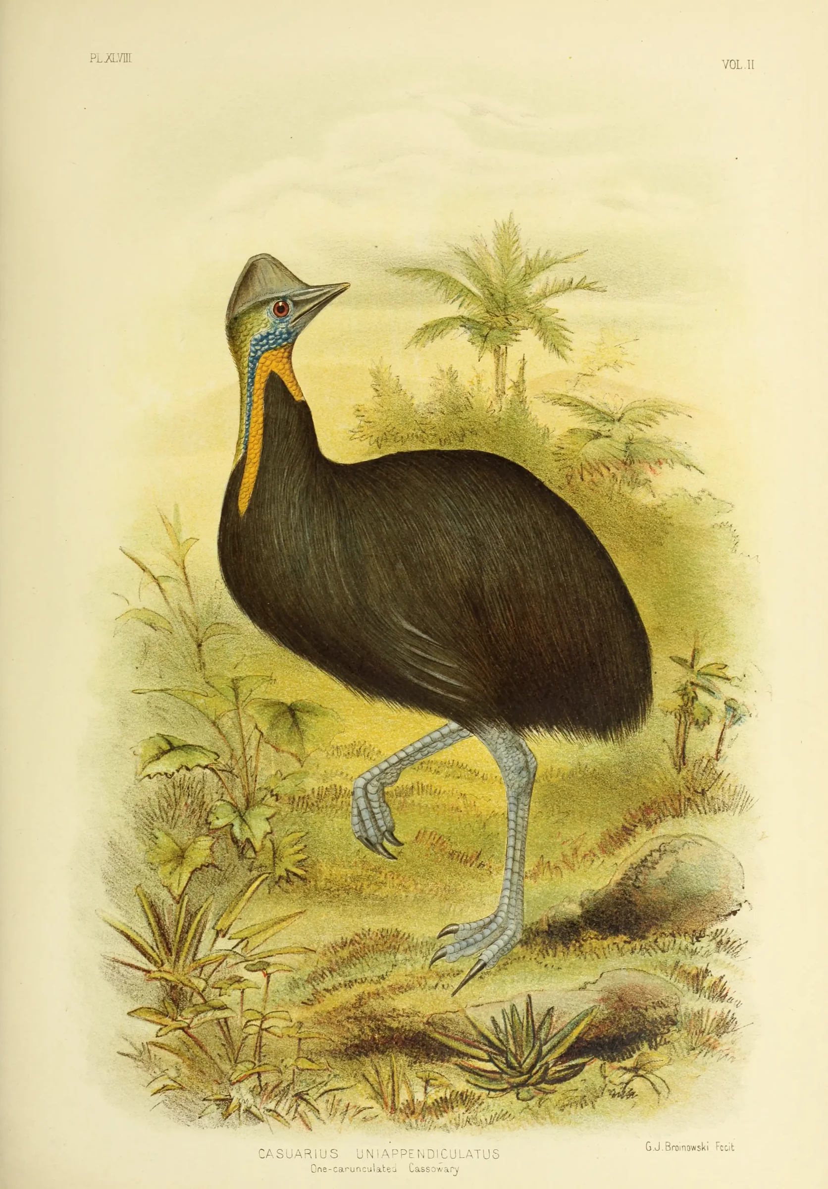 Historical bird plate: Northern Cassowary