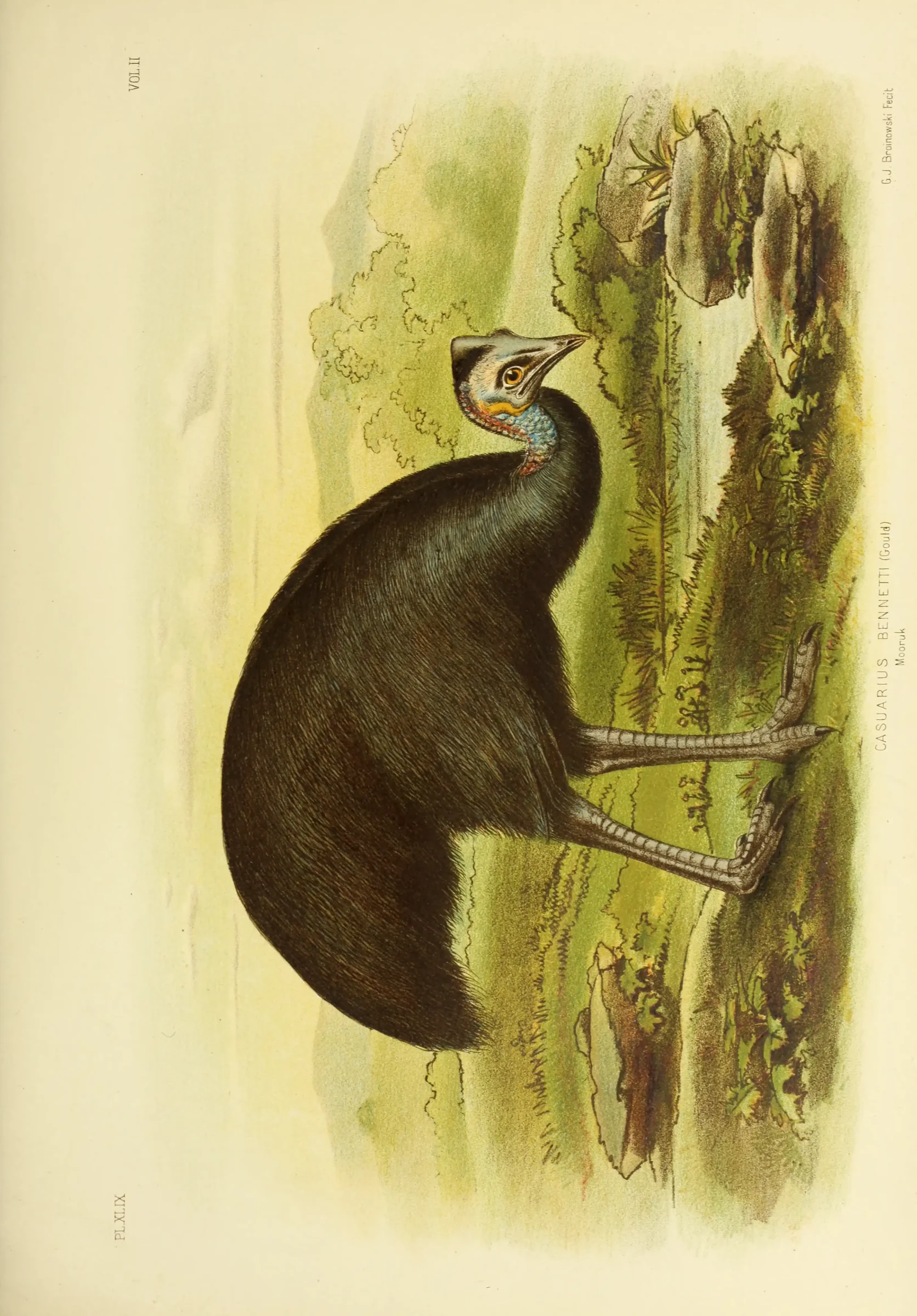 Historical bird plate: Dwarf Cassowary