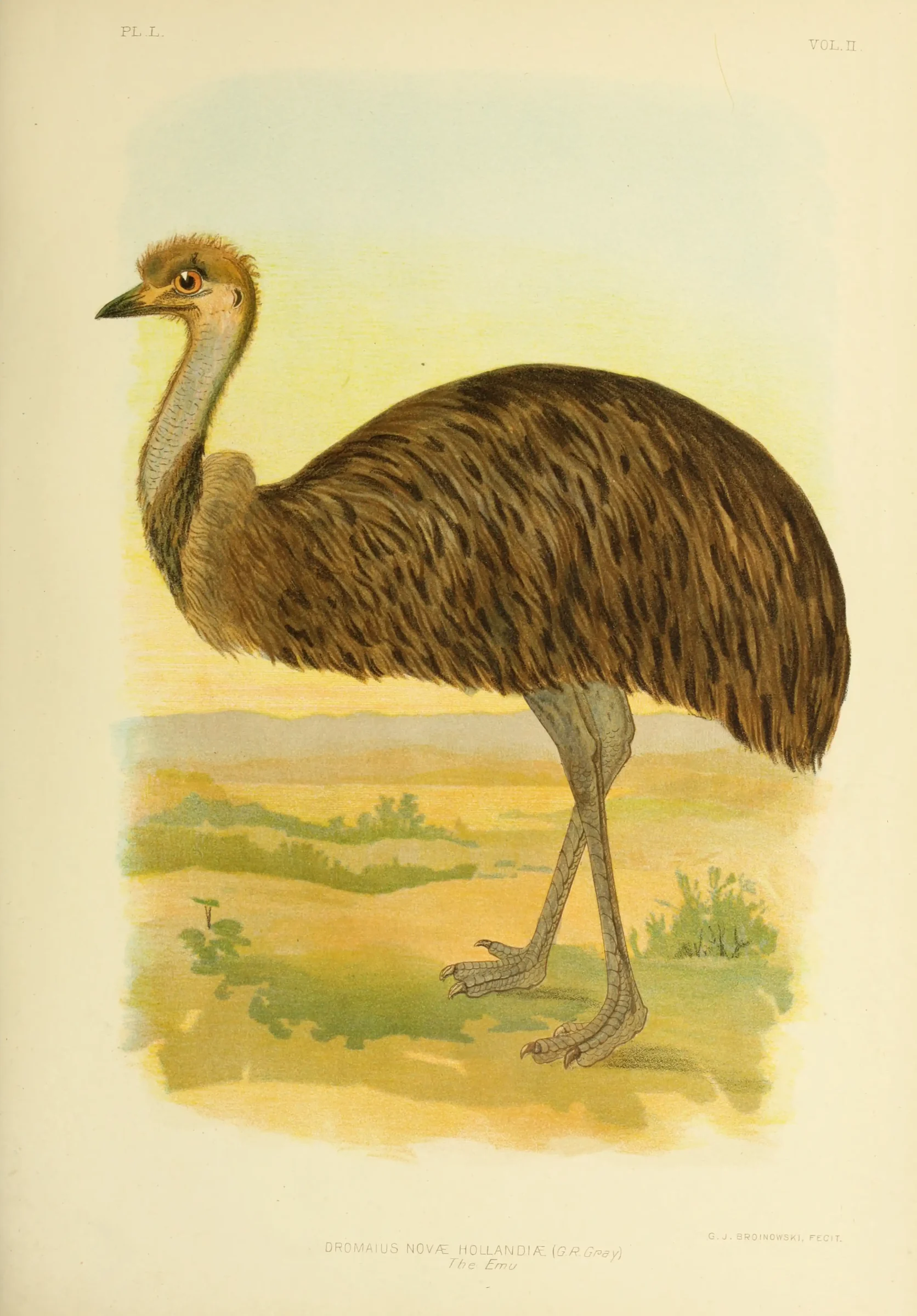 Historical bird plate: Emu