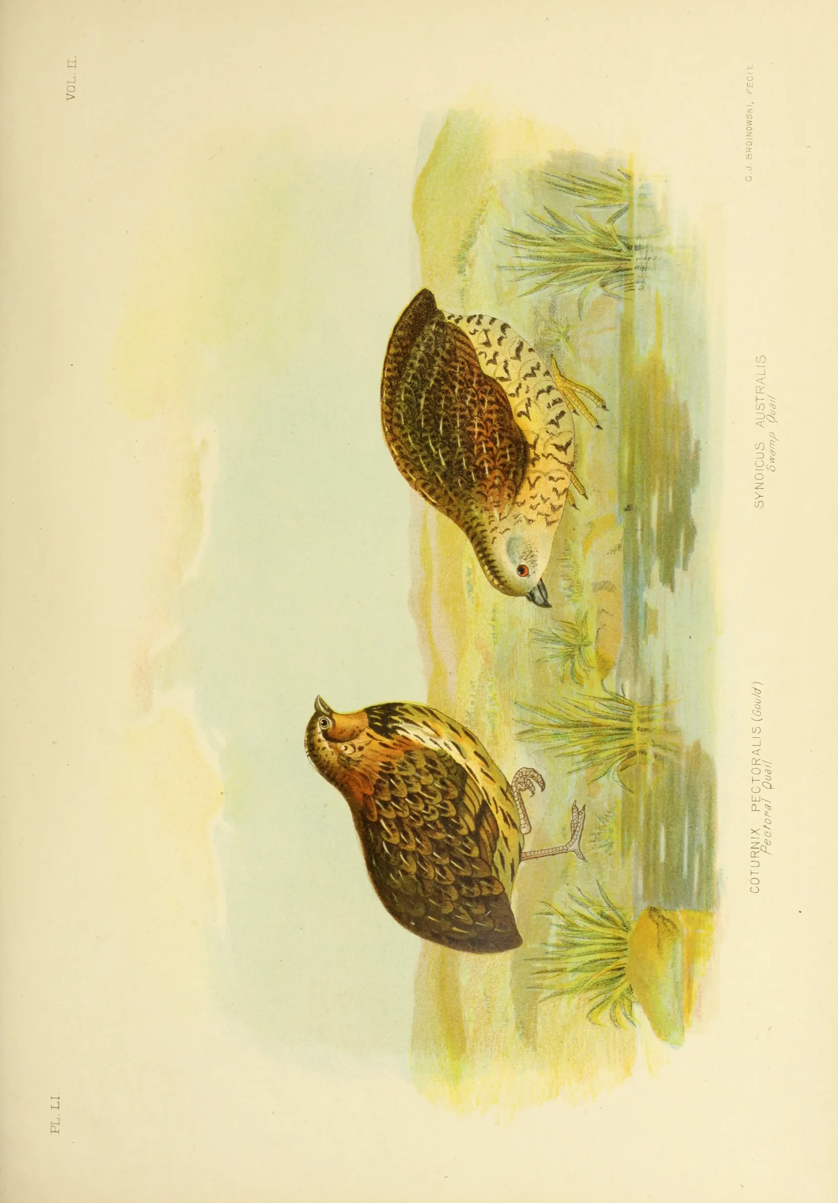 Historical bird plate: Brown Quail