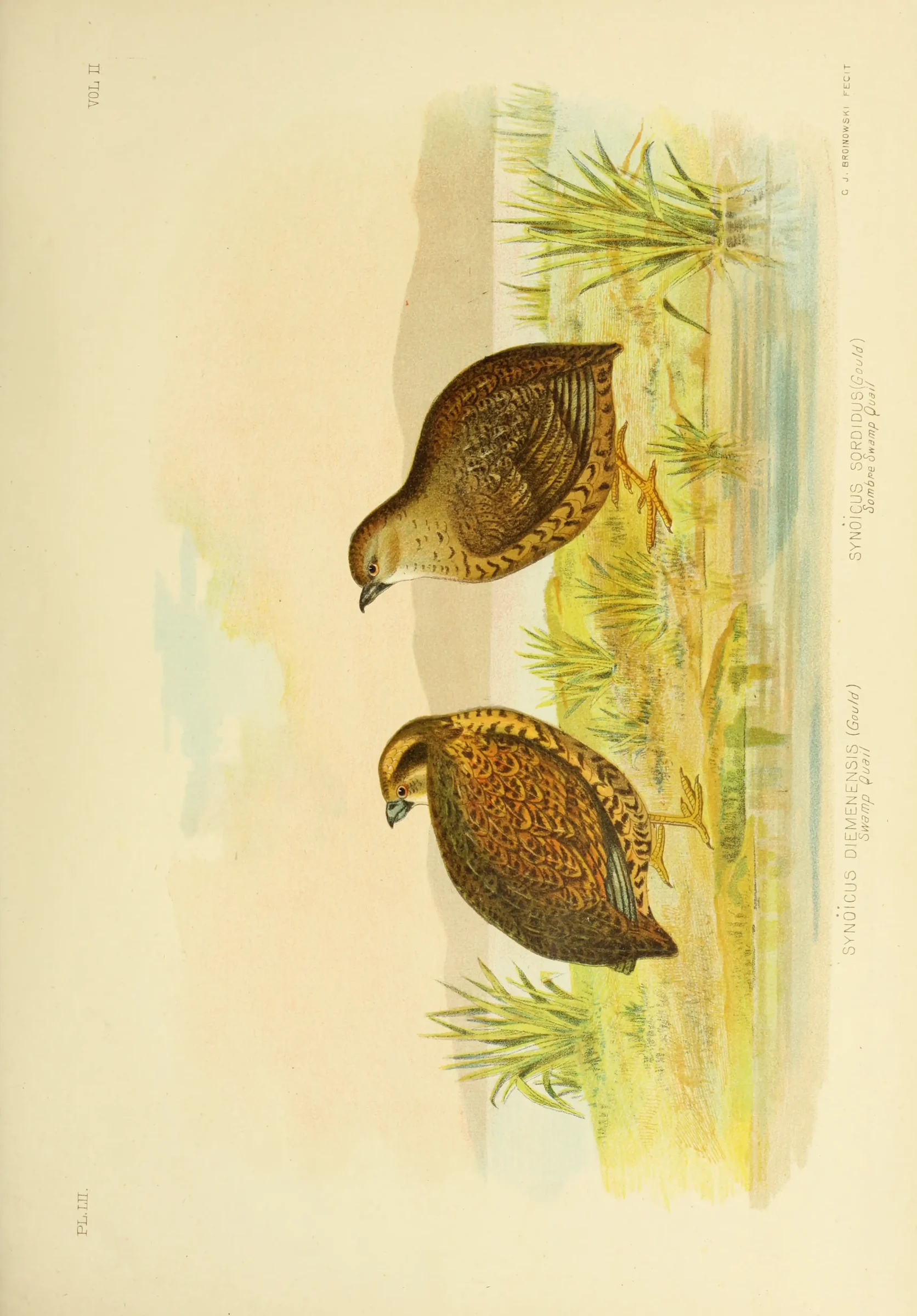 Historical bird plate: Brown Quail