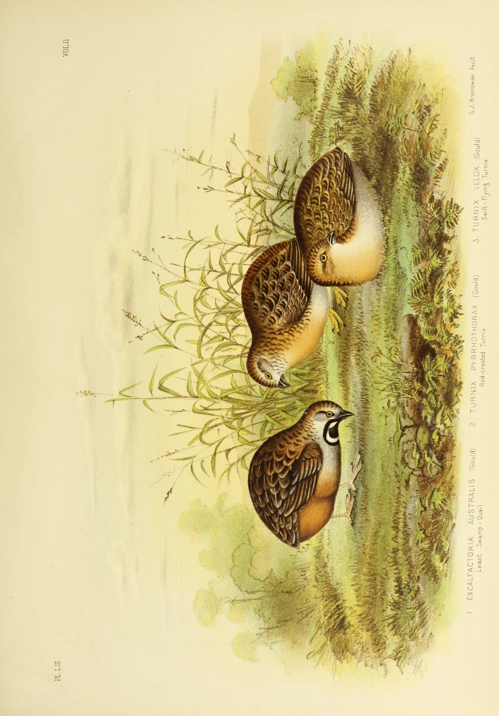 Historical bird plate: King Quail